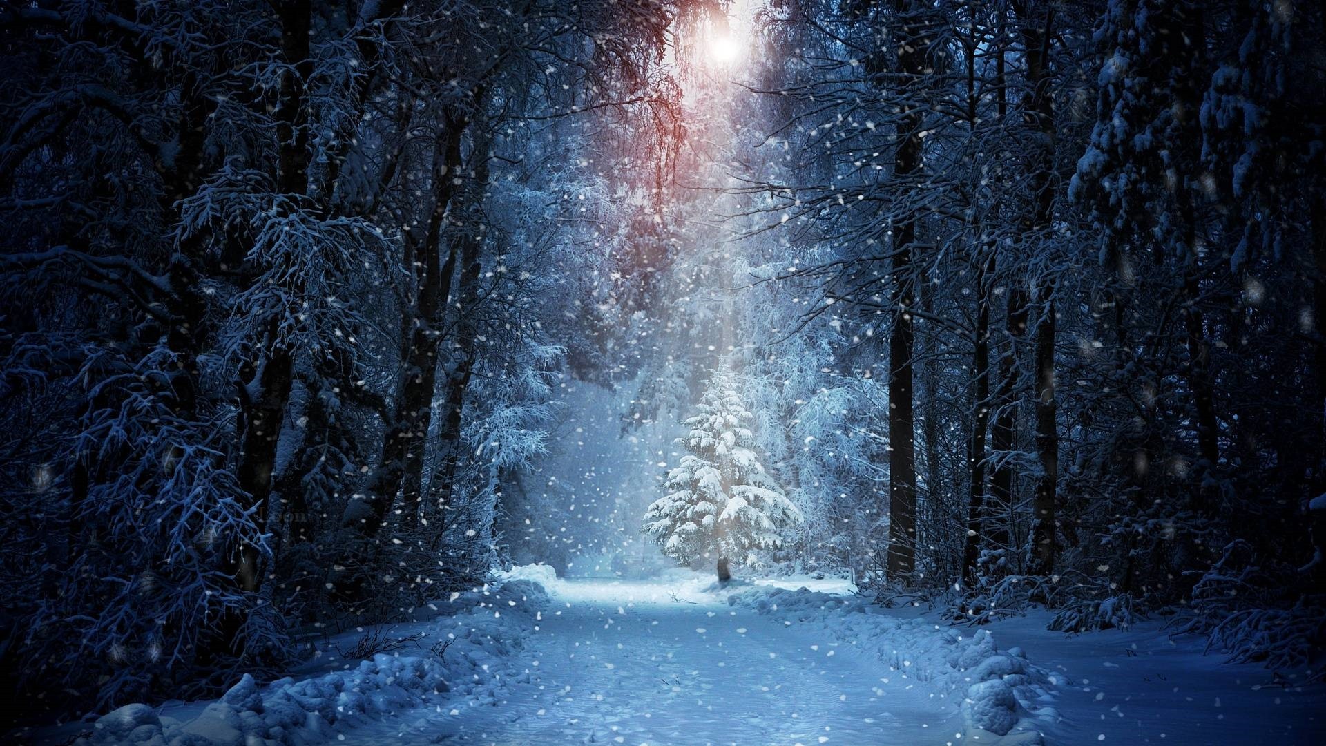 Snow Forest Background