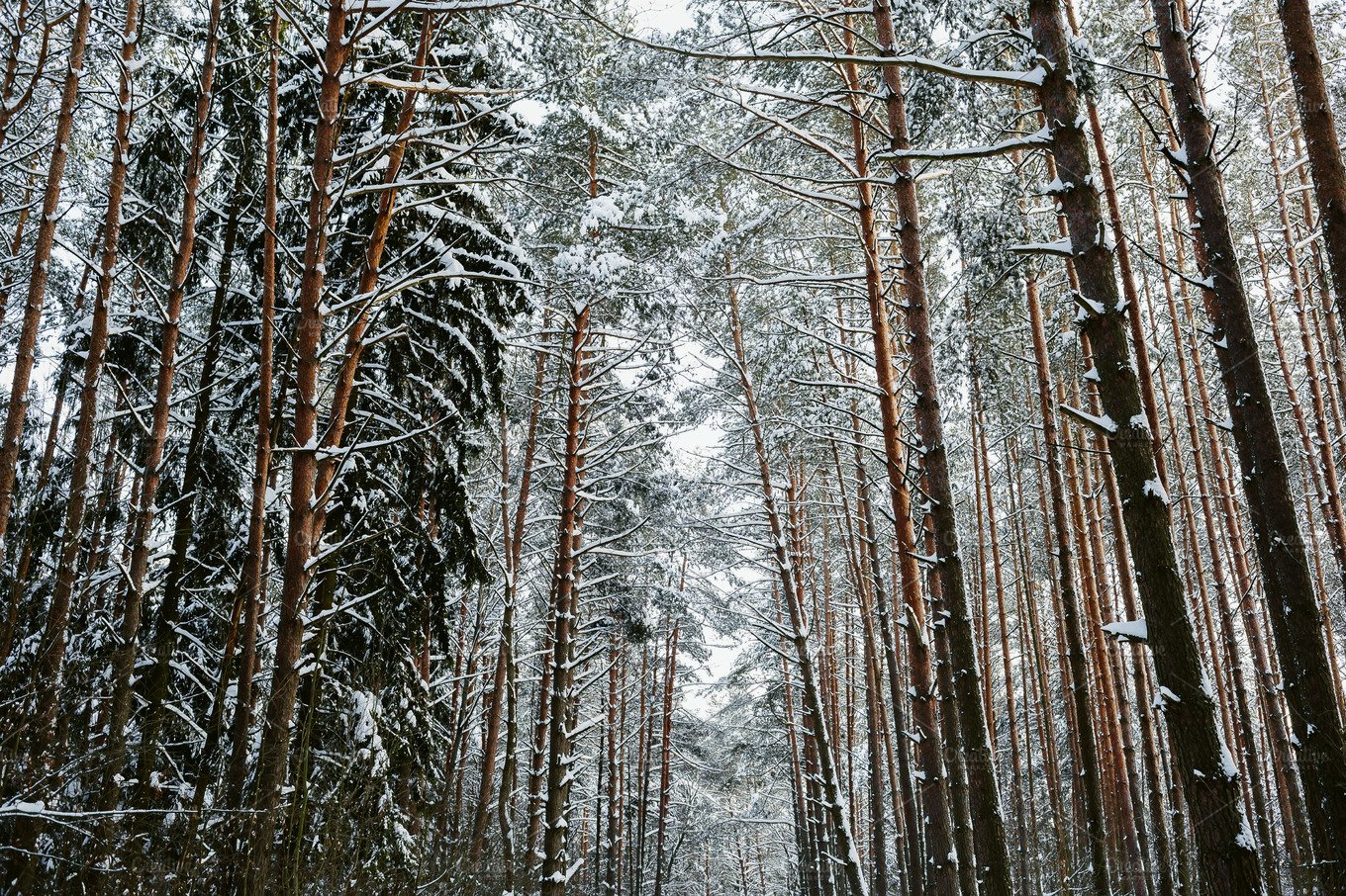 Snow Forest Background