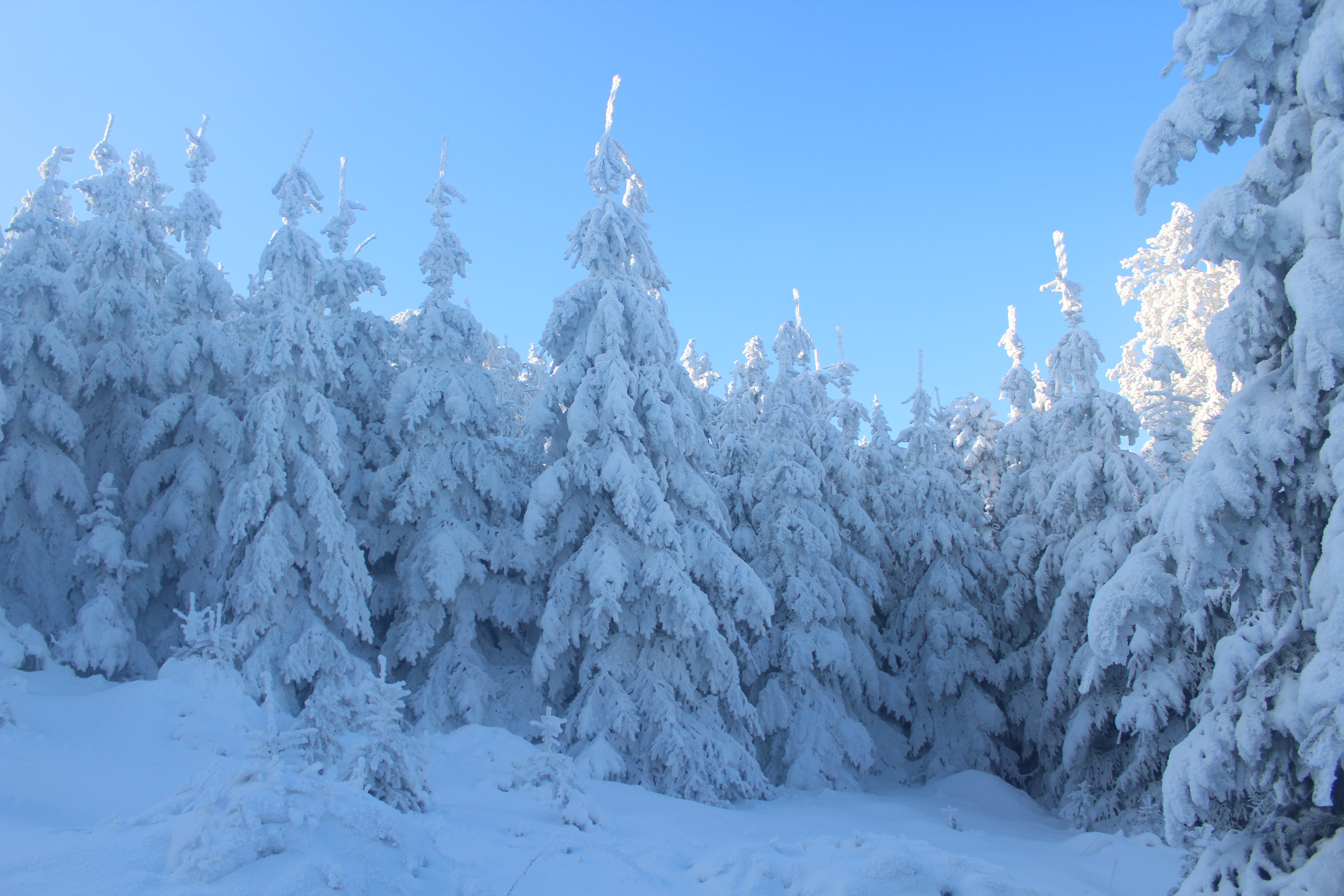 Snow Forest Background