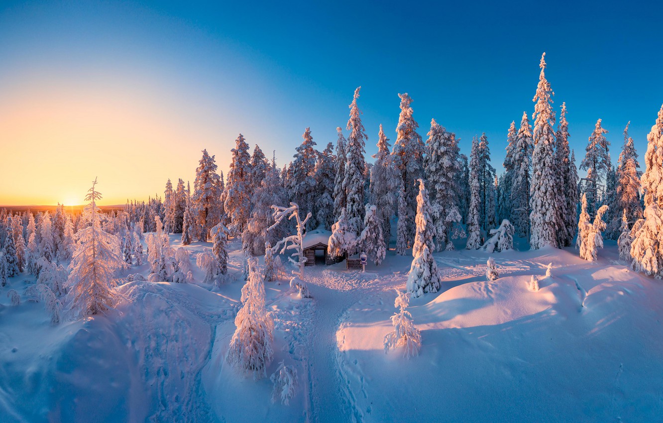 Snow Forest Background