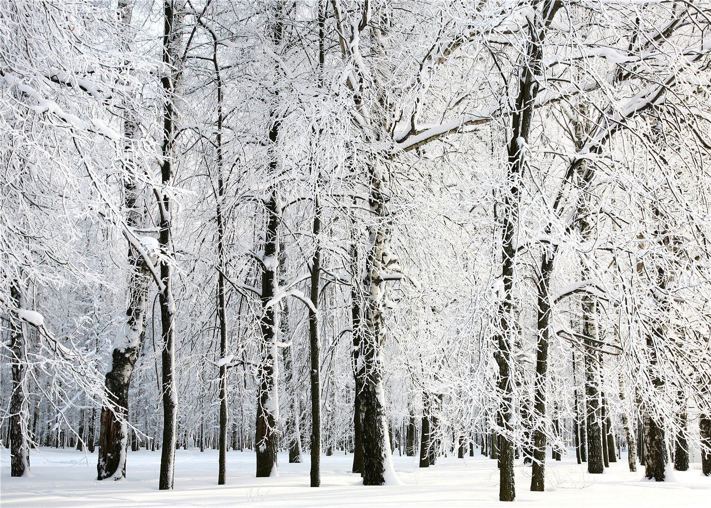 Snow Tree Background