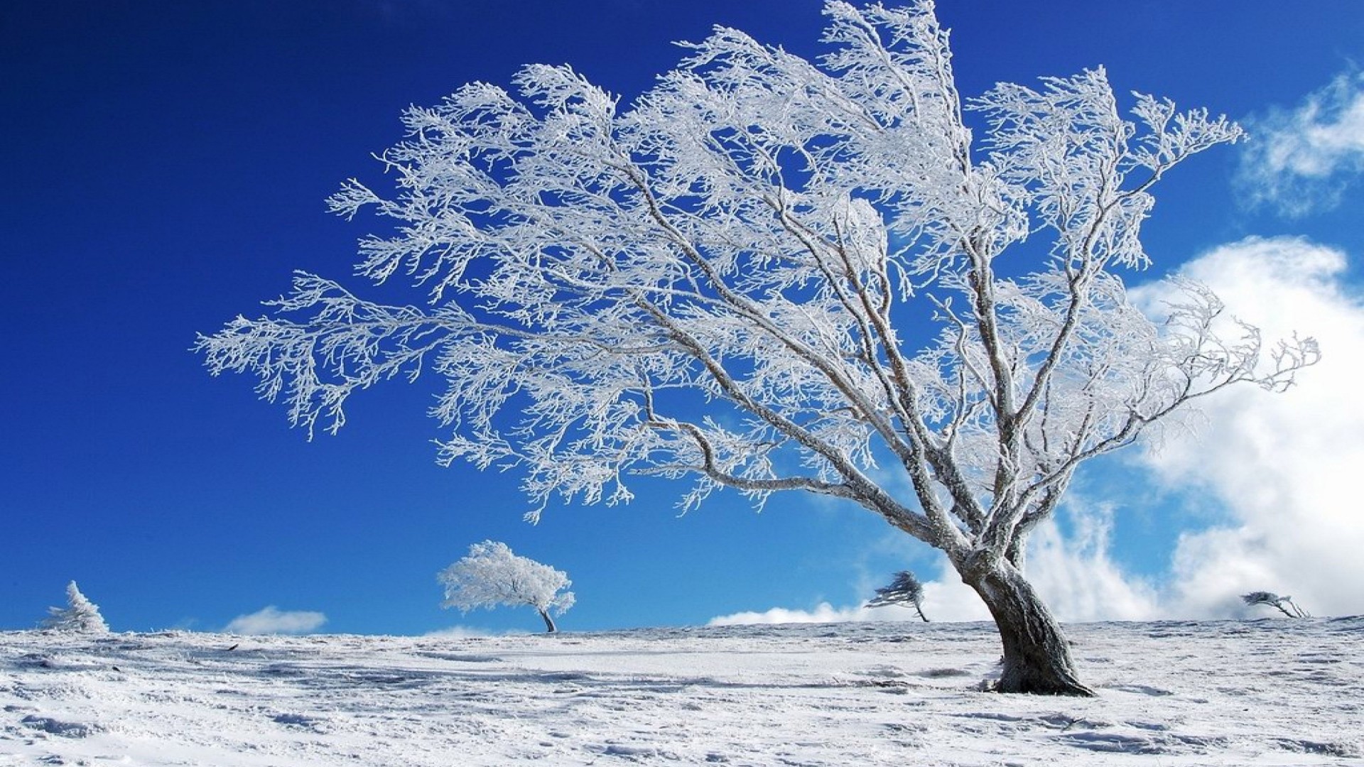 Snow Tree Background