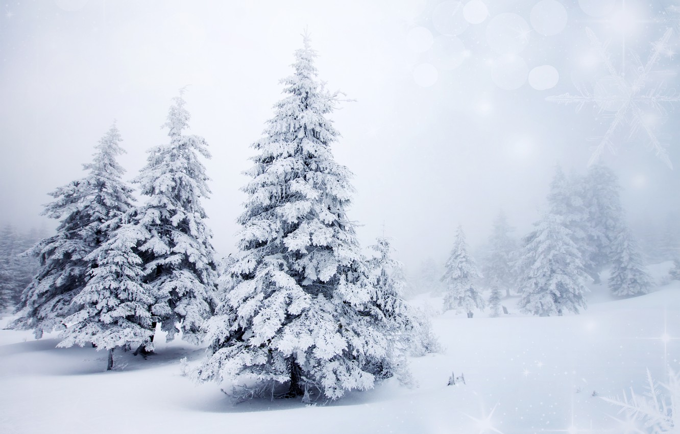 Snow Tree Background