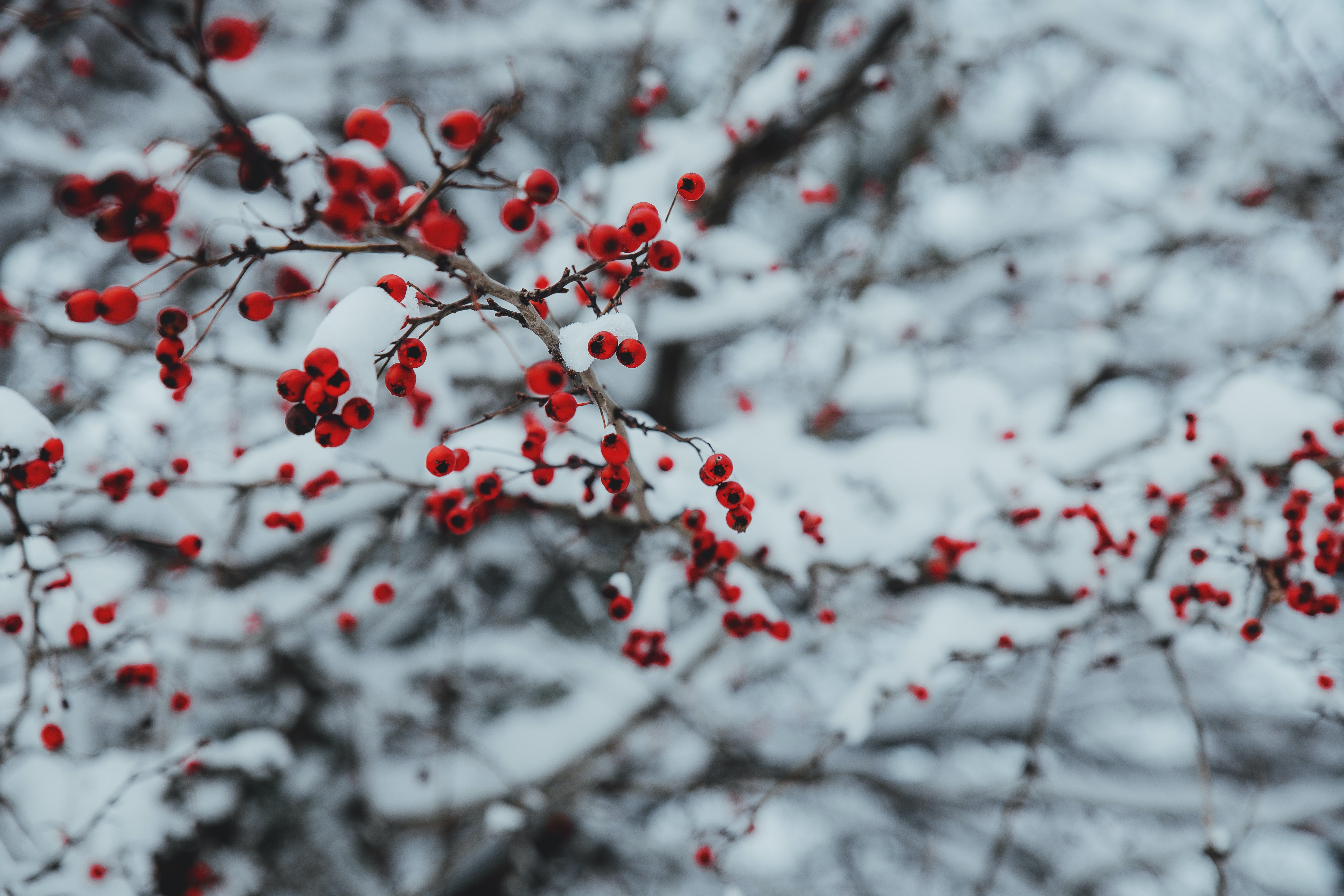 Snowy Christmas Backgrounds