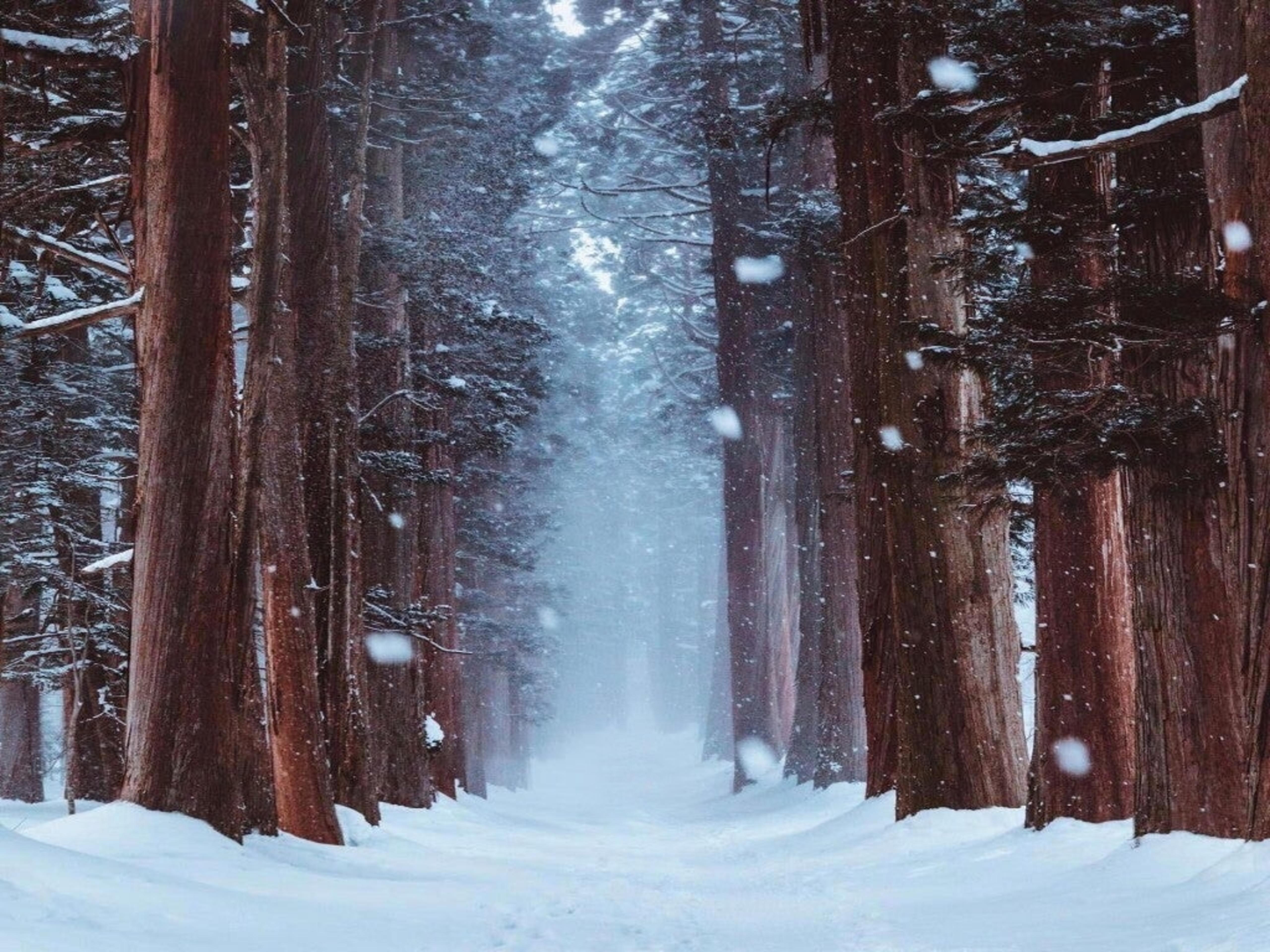 Snowy Forest Background