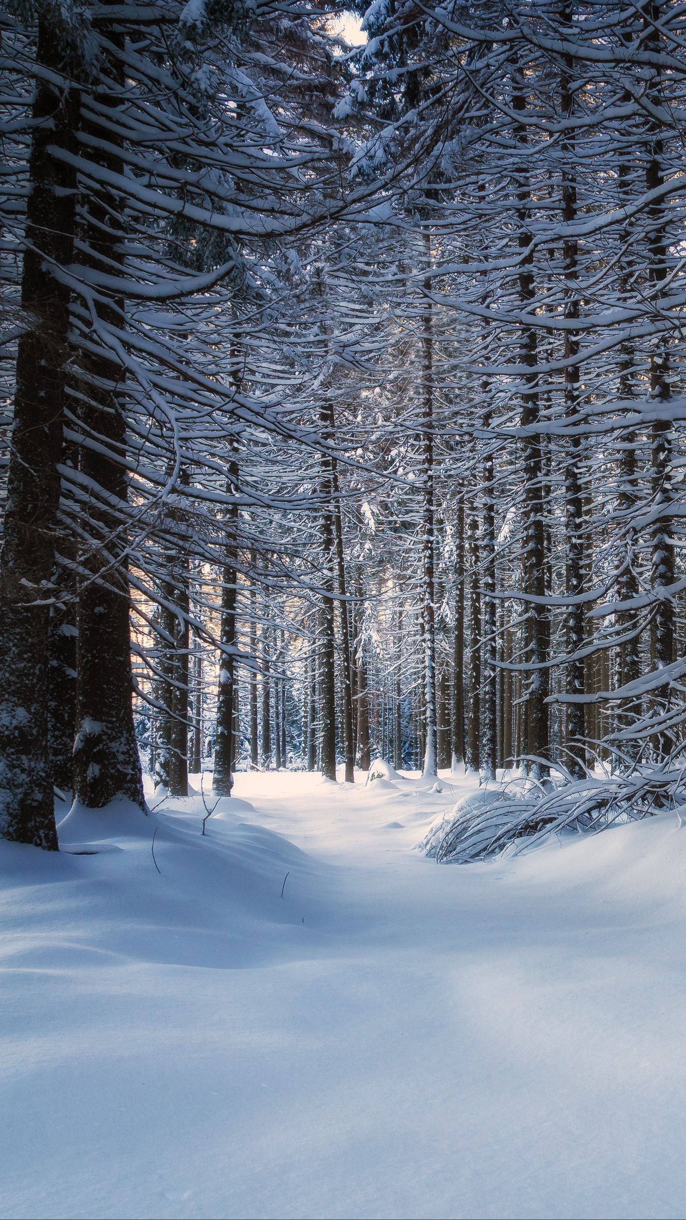 Snowy Forest Background