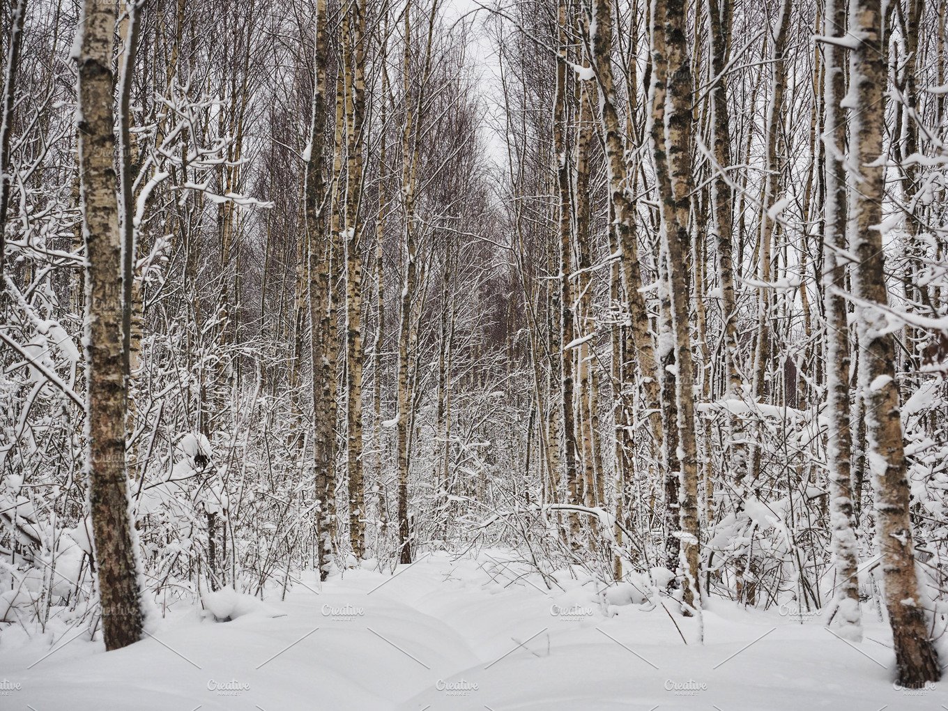 Snowy Forest Background