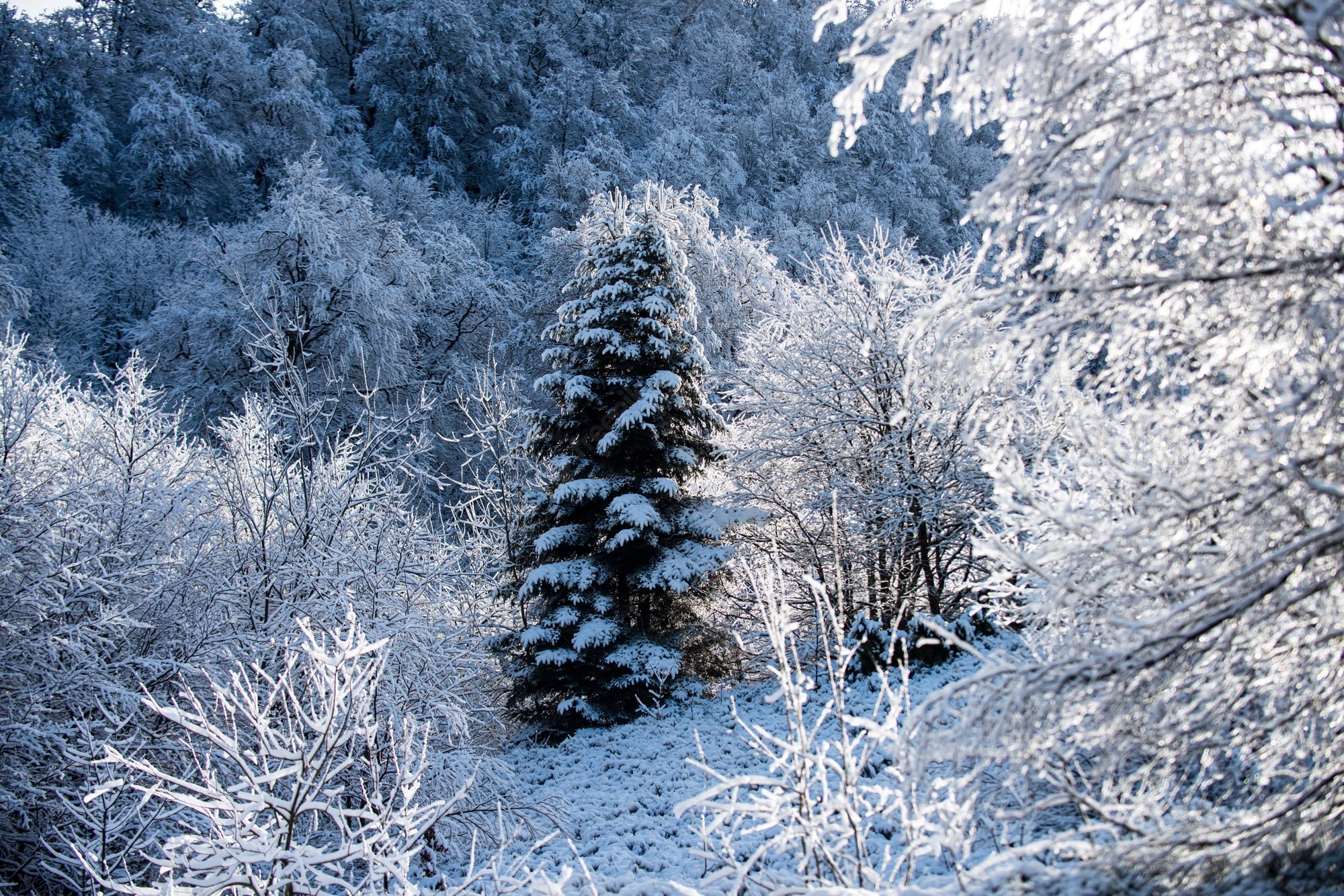 Snowy Forest Background