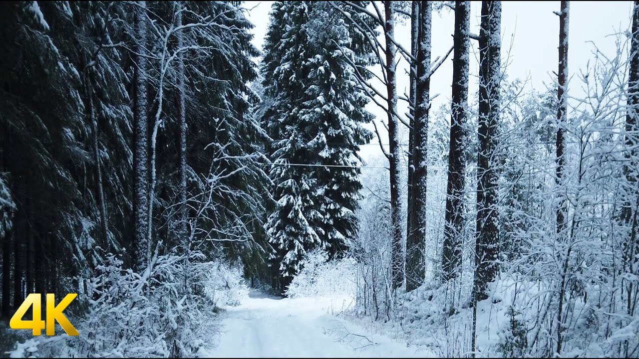 Snowy Forest Background