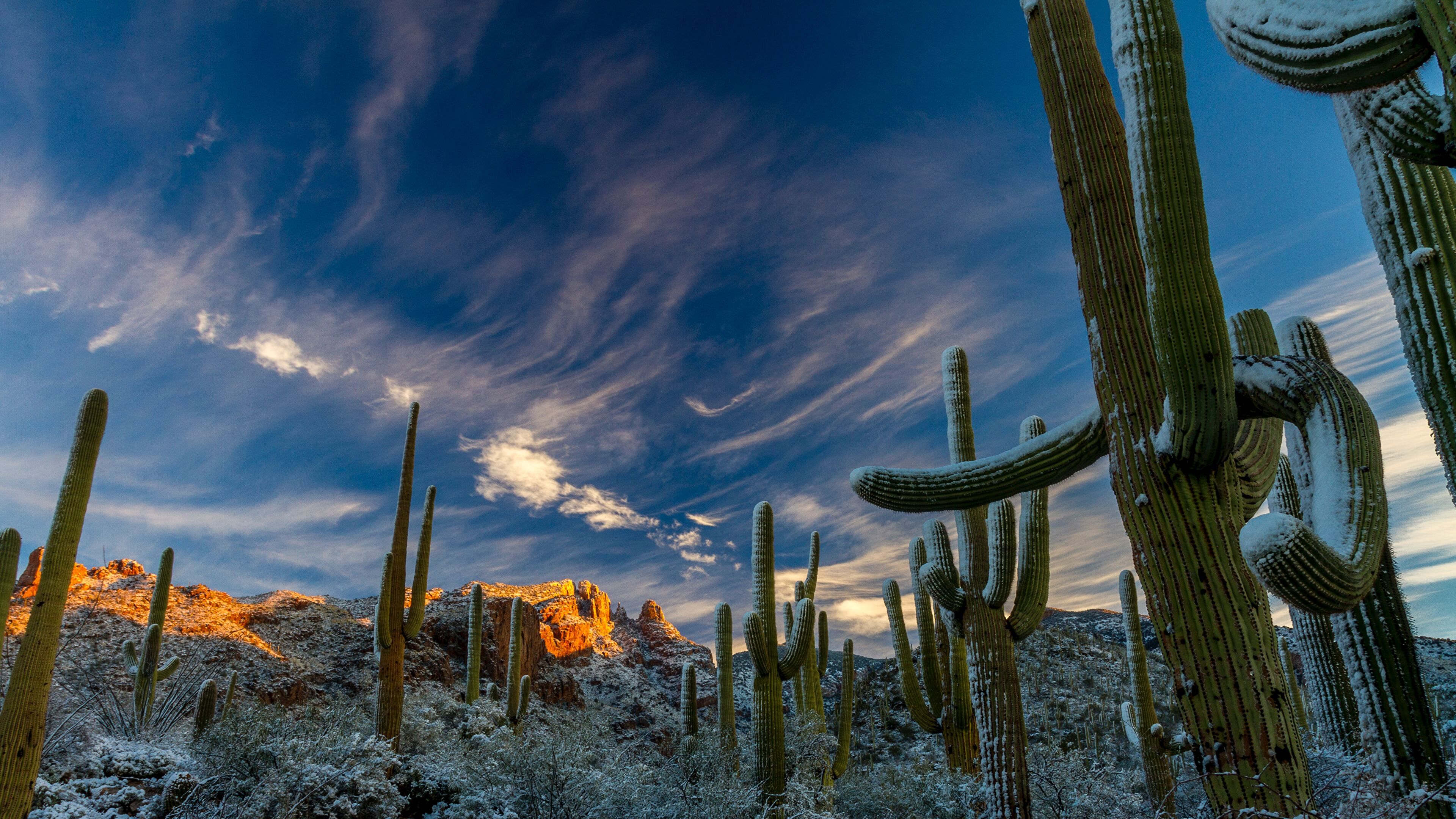 Sonoran Desert Background