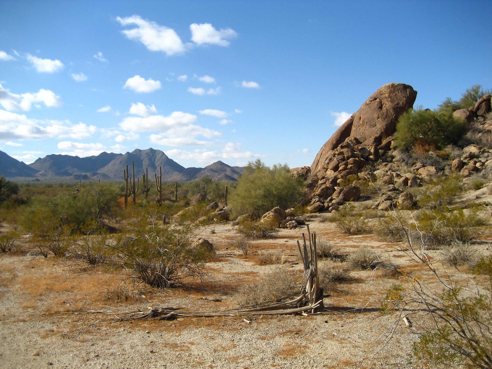 Sonoran Desert Background