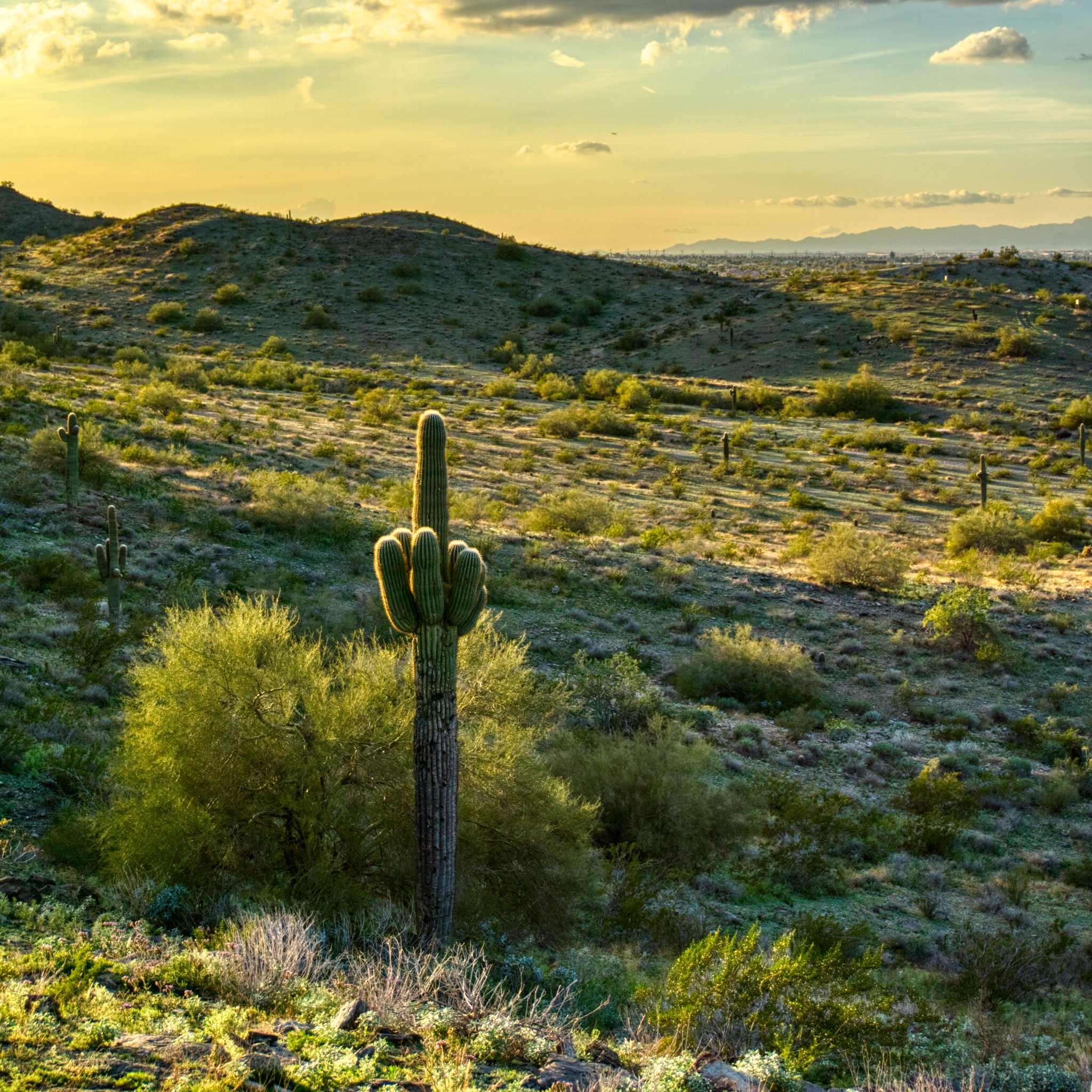 Sonoran Desert Background