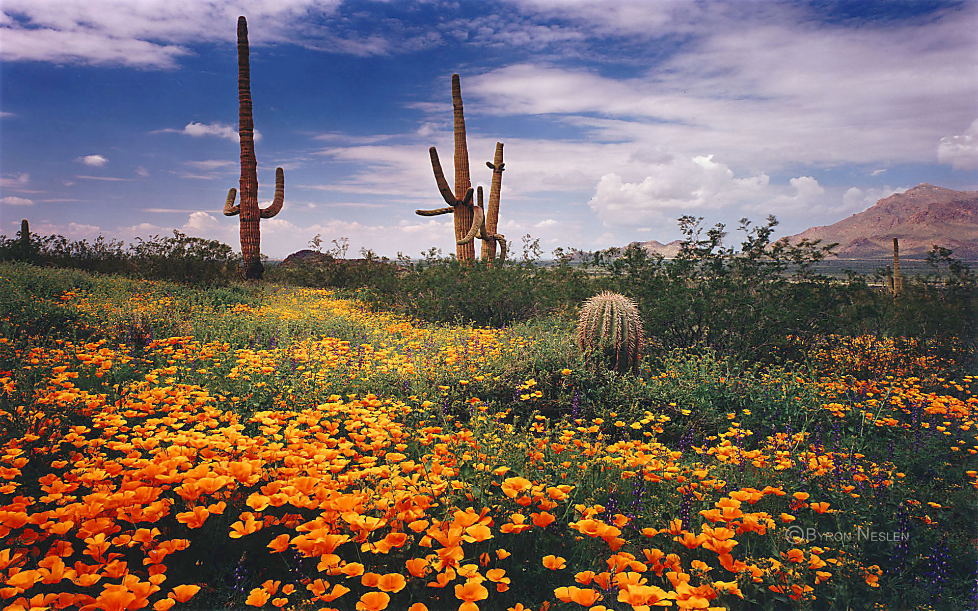 Sonoran Desert Background