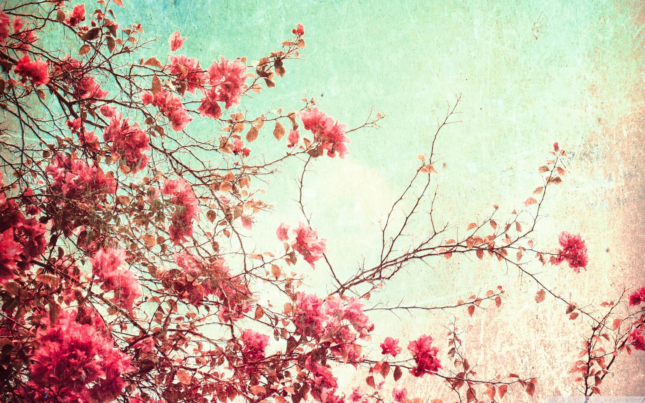 Spring Backgrounds For Computer