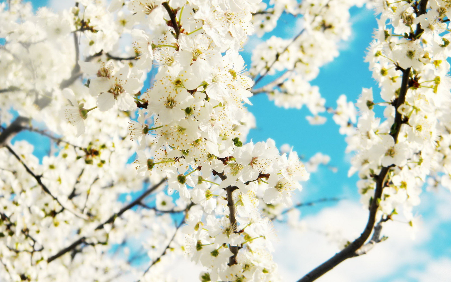 Spring Backgrounds For Computer