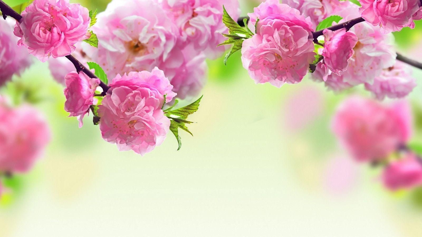 Spring Flowers Background Desktop