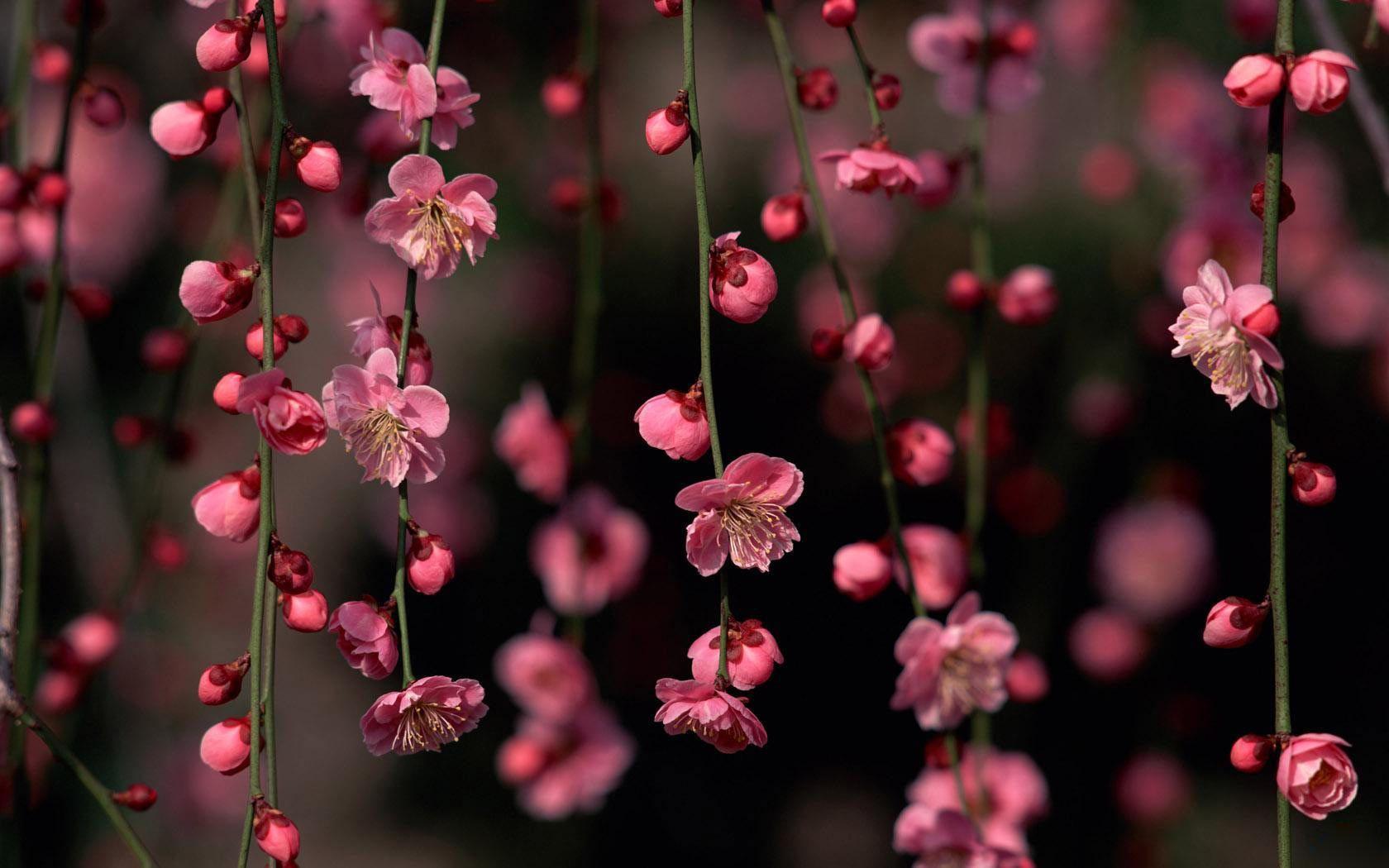 Spring Flowers Background Desktop