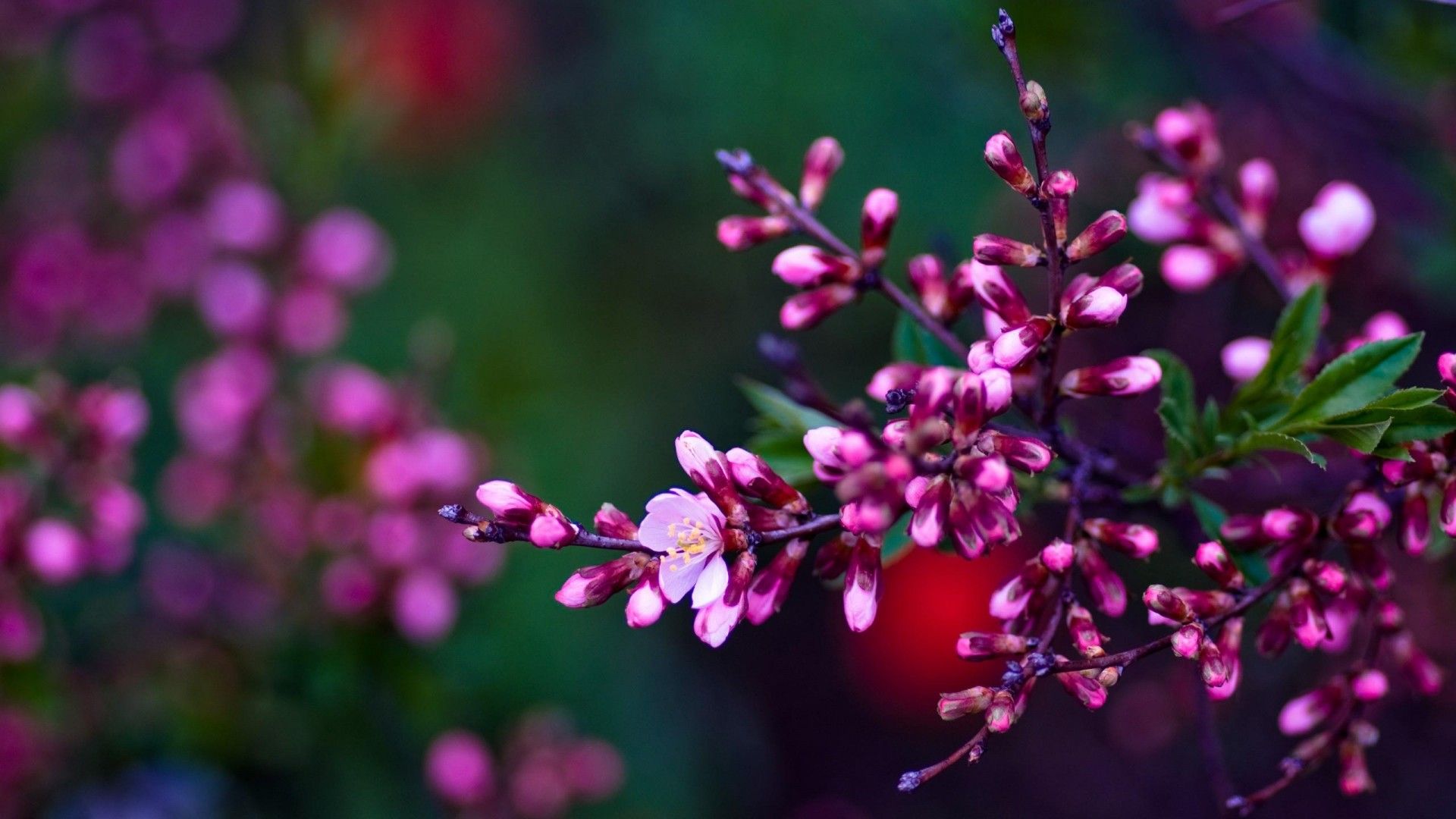 Spring Flowers Background Desktop