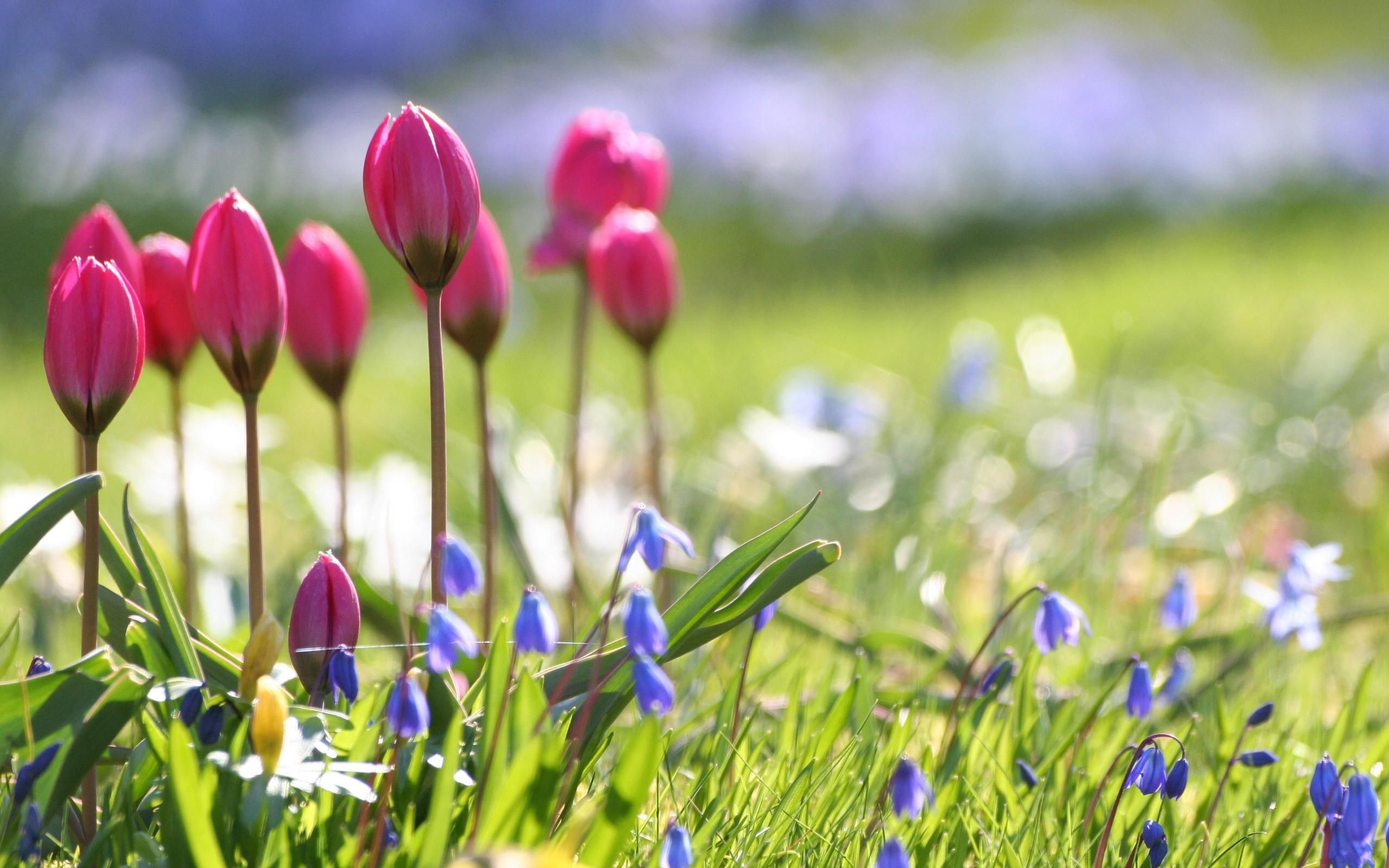 Spring Flowers Background Desktop