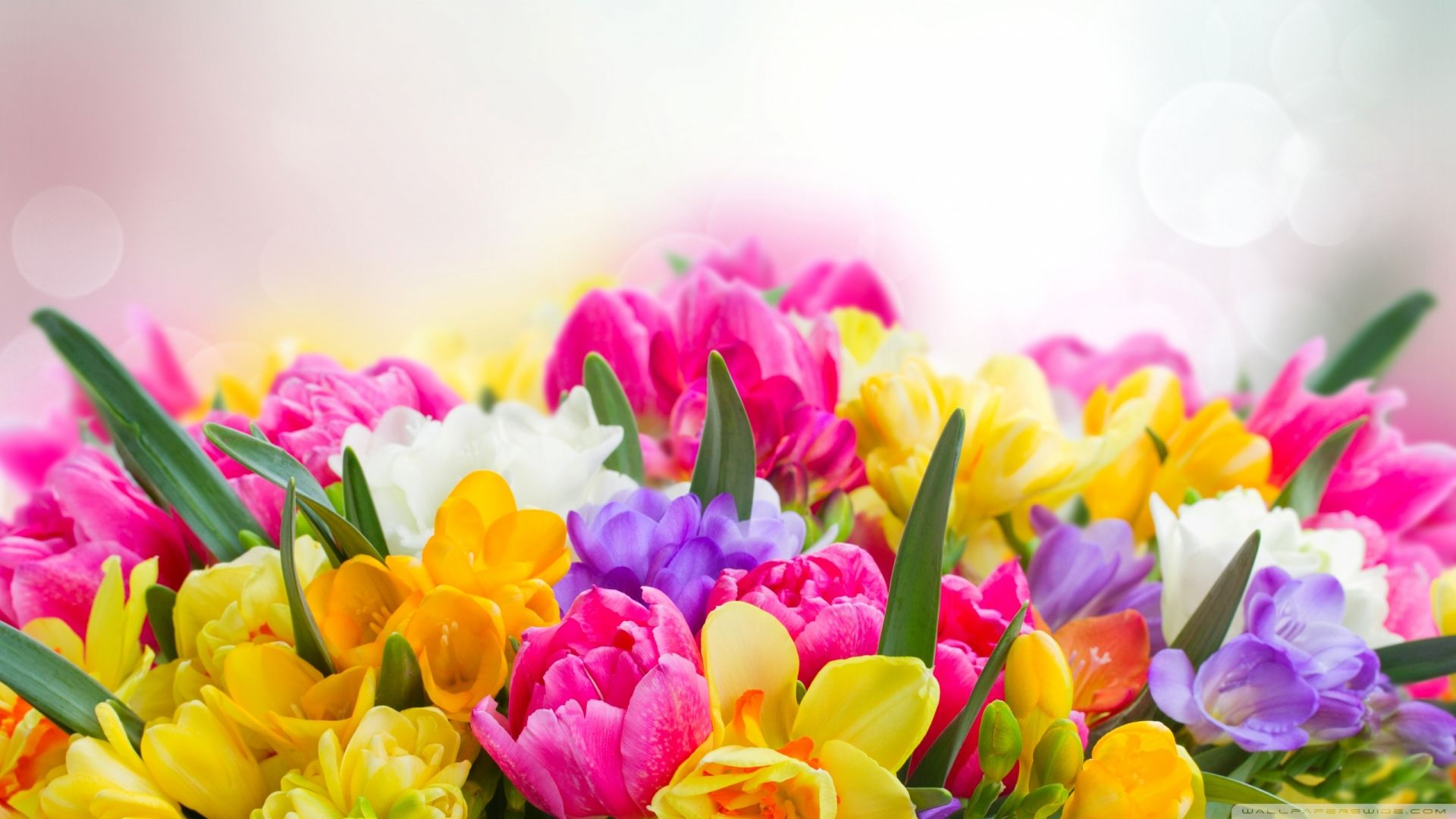 Spring Flowers Background Desktop