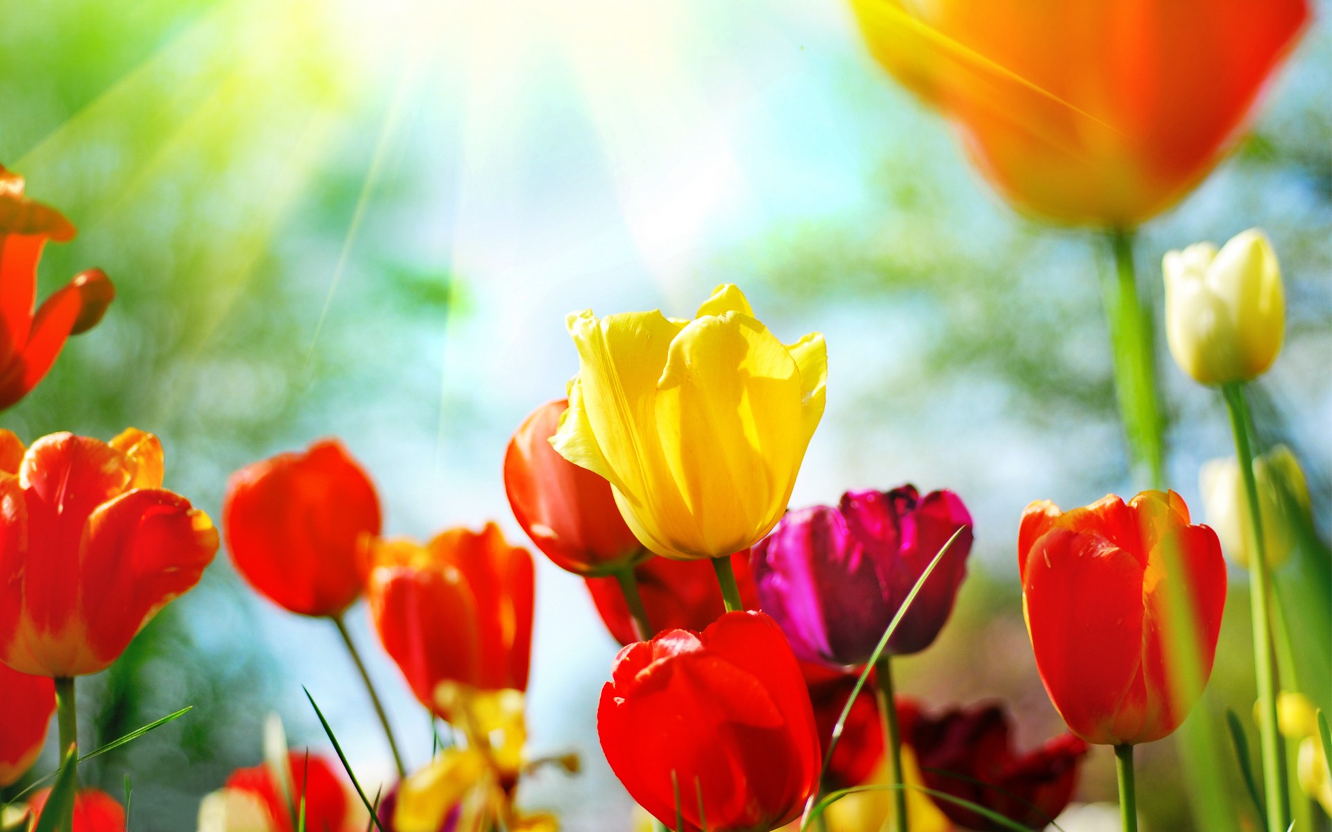 Spring Flowers Background Desktop