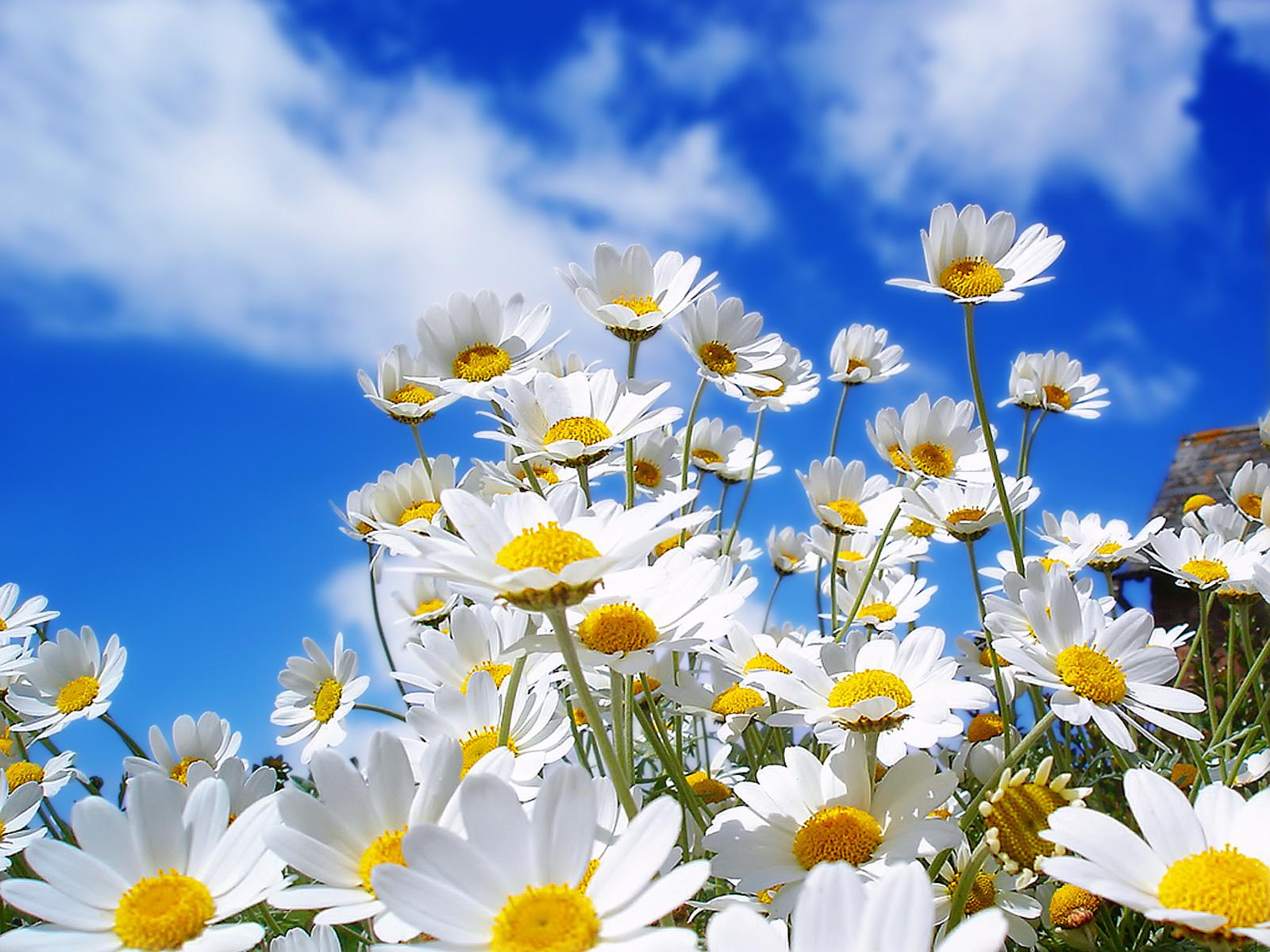 Spring Flowers Background Desktop