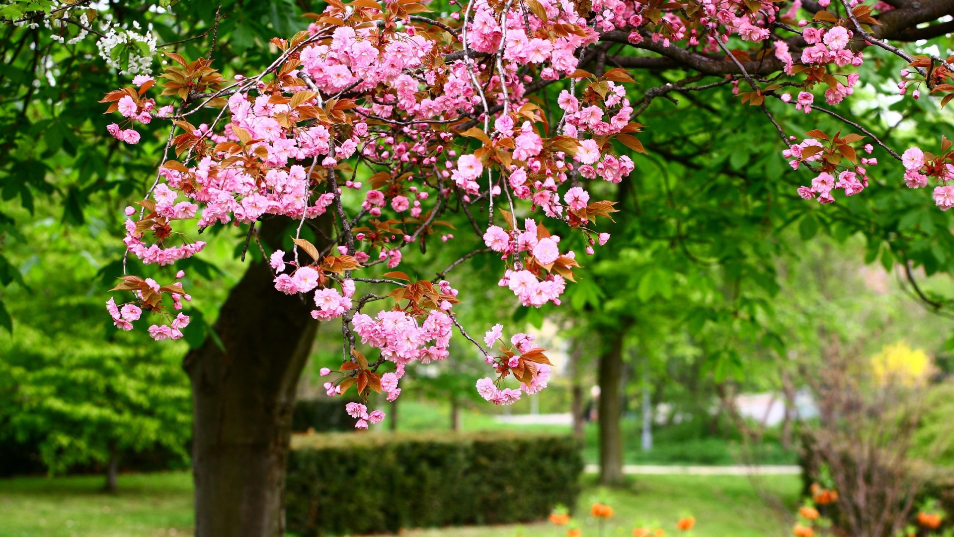 Spring Flowers Background Desktop