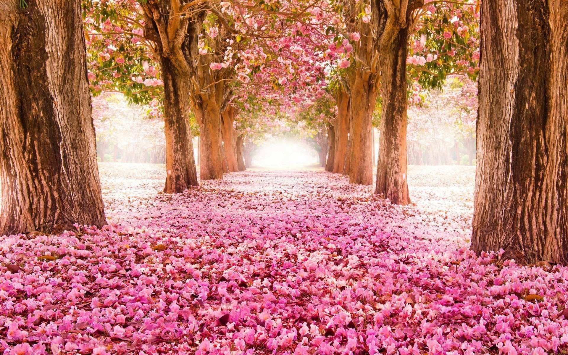 Spring Flowers Background Desktop