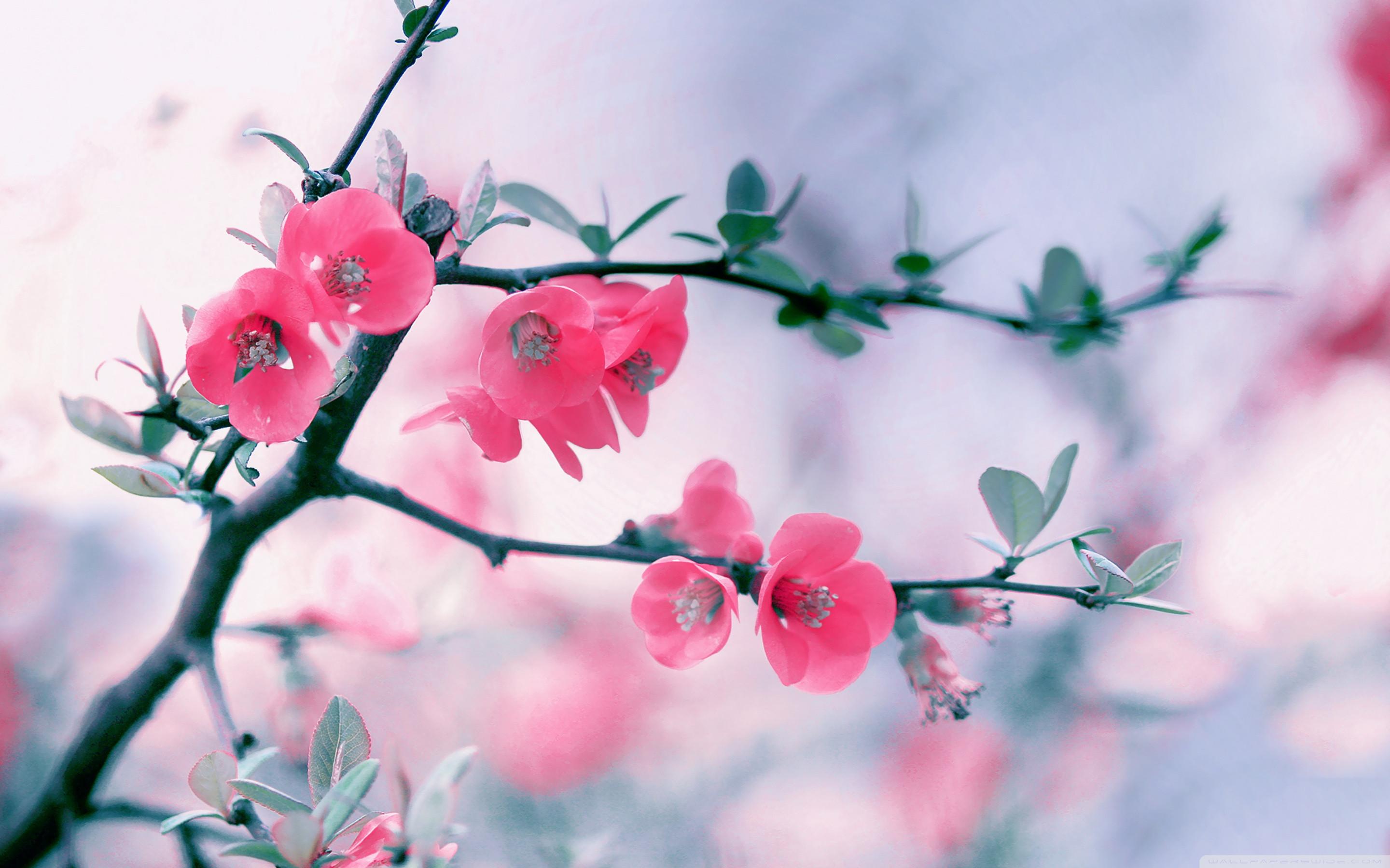 Spring Flowers Desktop Background