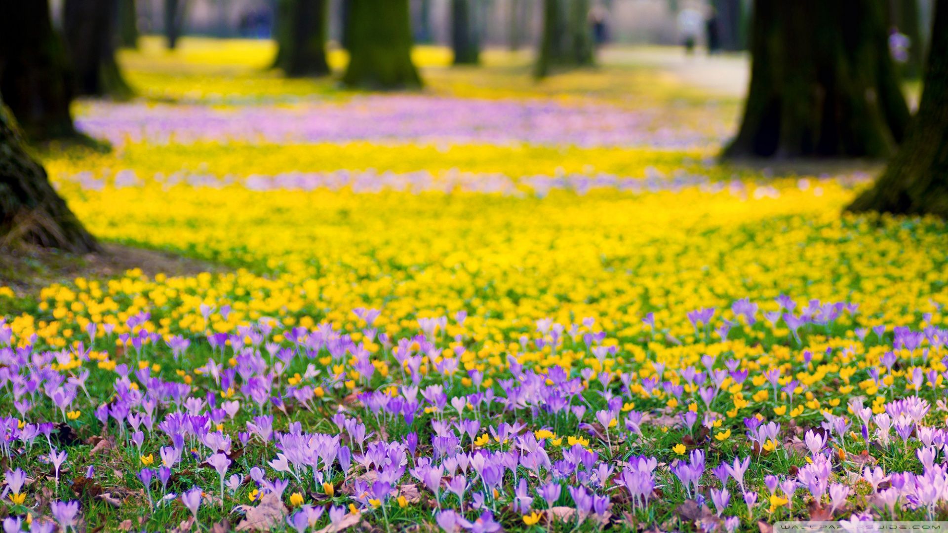 Spring Flowers Desktop Background