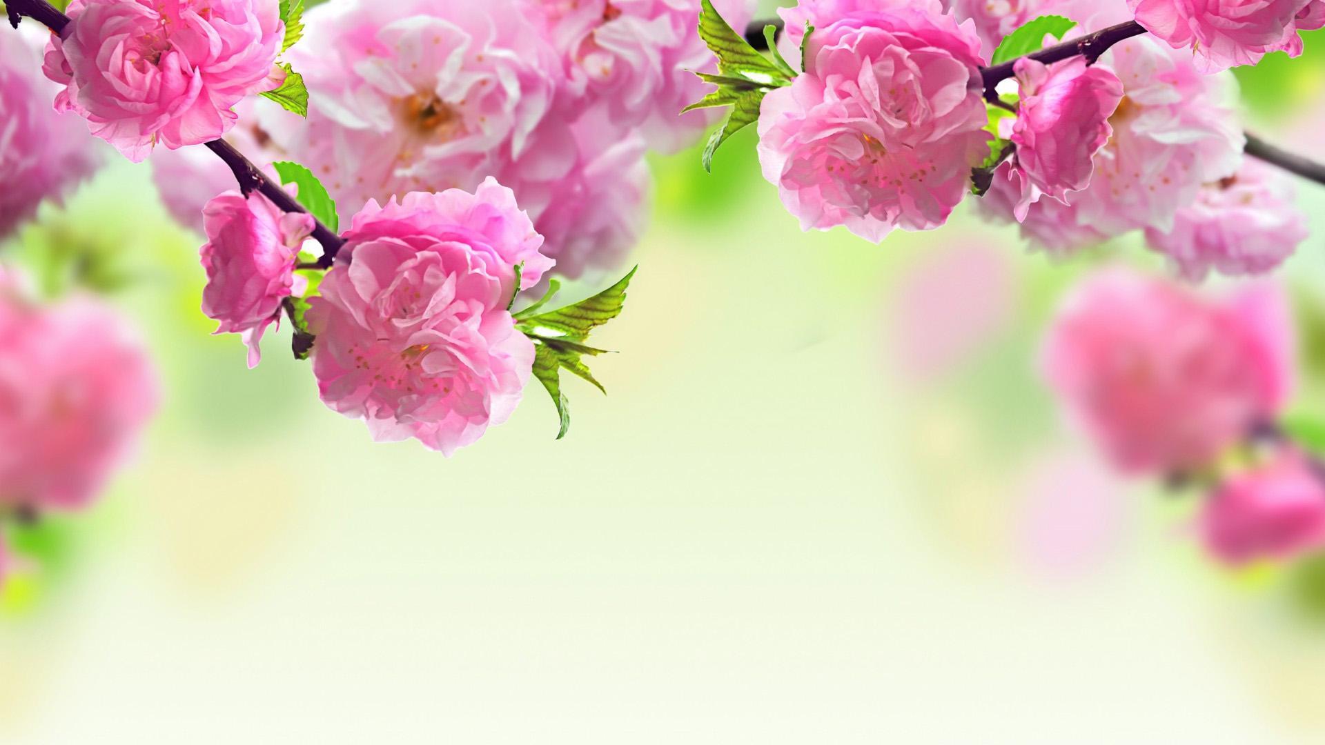 Spring Flowers Desktop Background