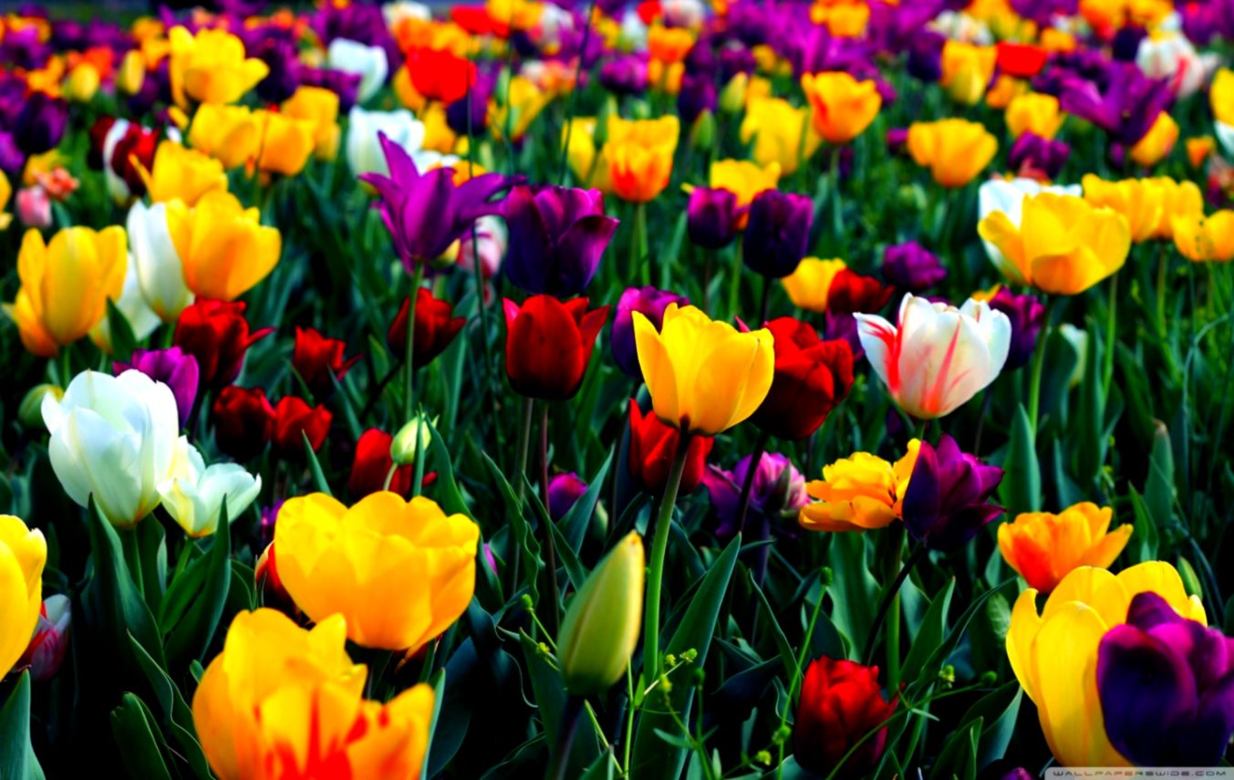 Spring Flowers Desktop Background