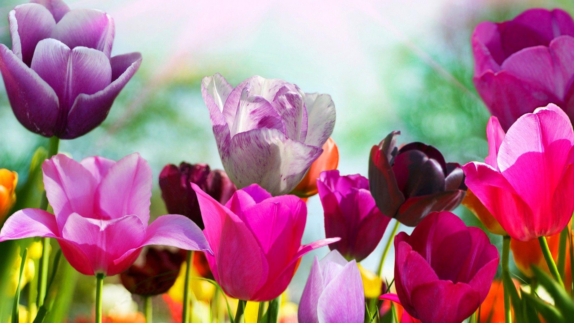 Spring Flowers Desktop Background