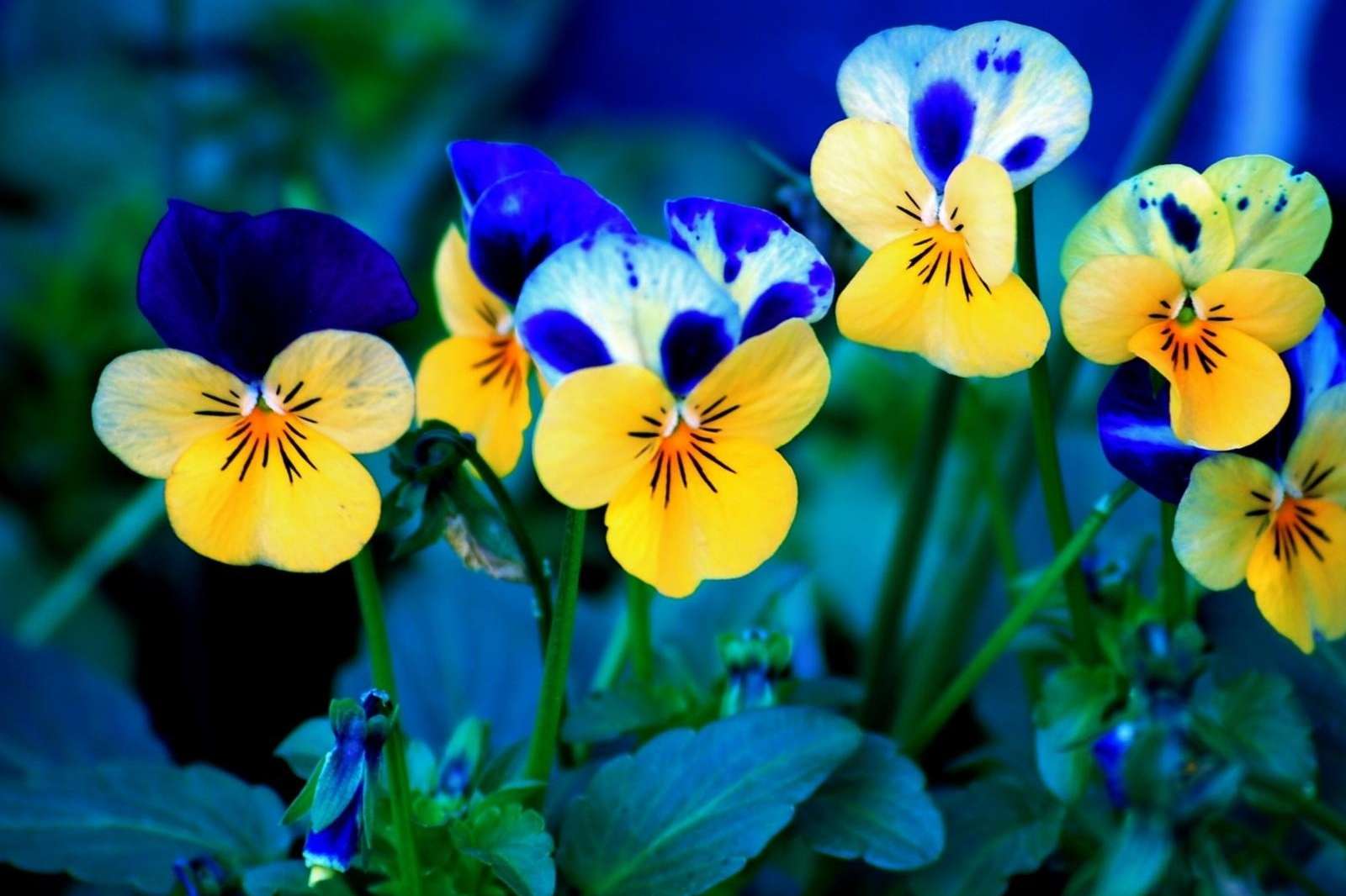 Spring Flowers Desktop Background