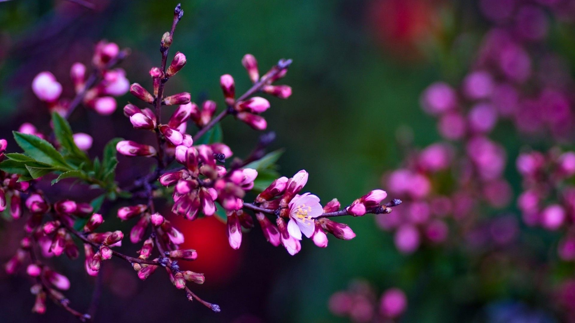 Spring Flowers Desktop Background