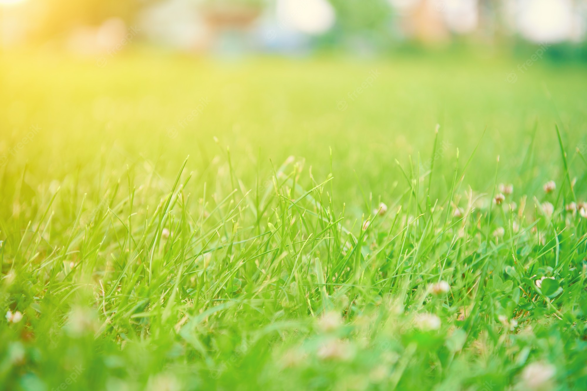 Spring Grass Background