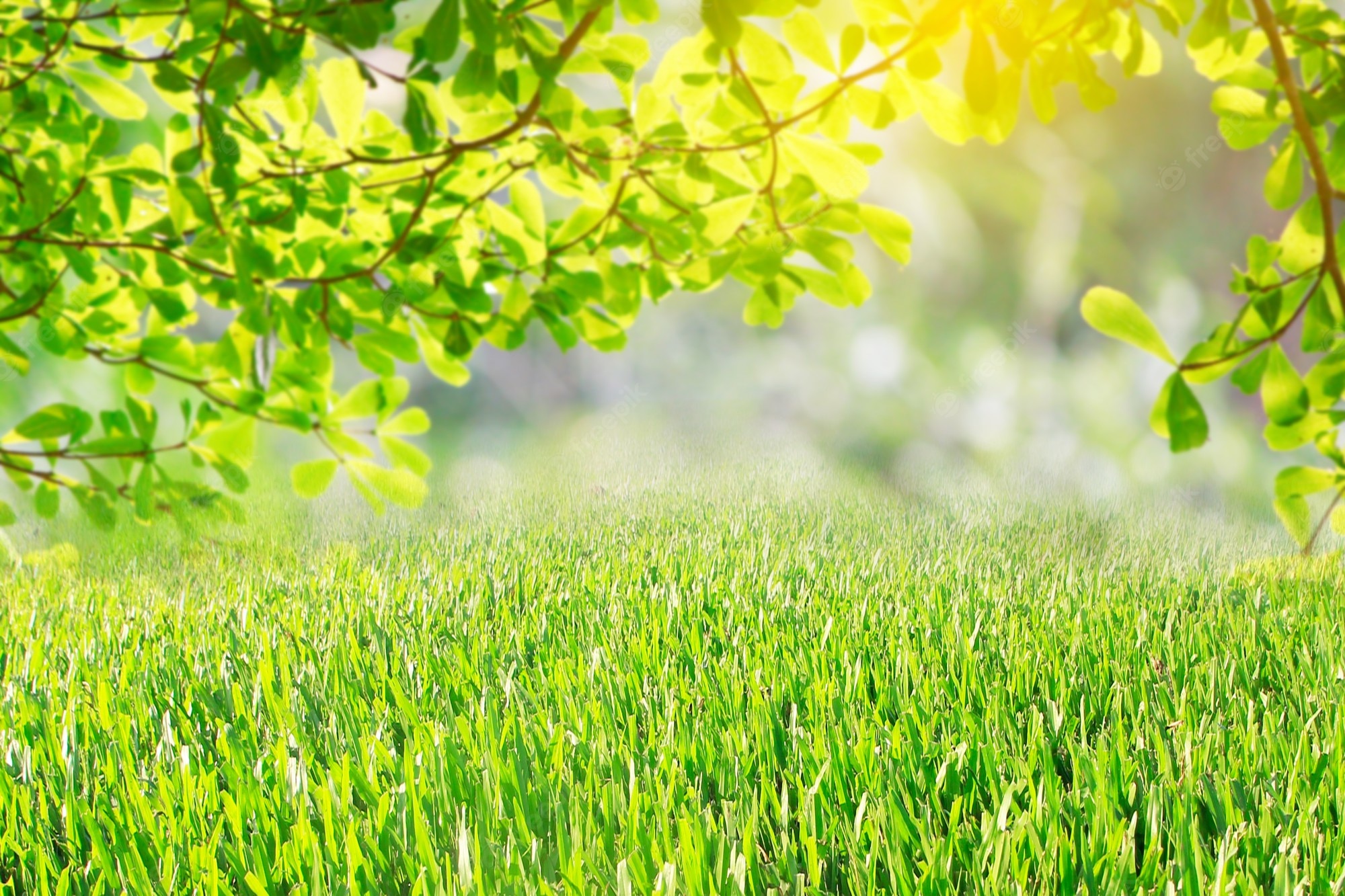 Spring Grass Background