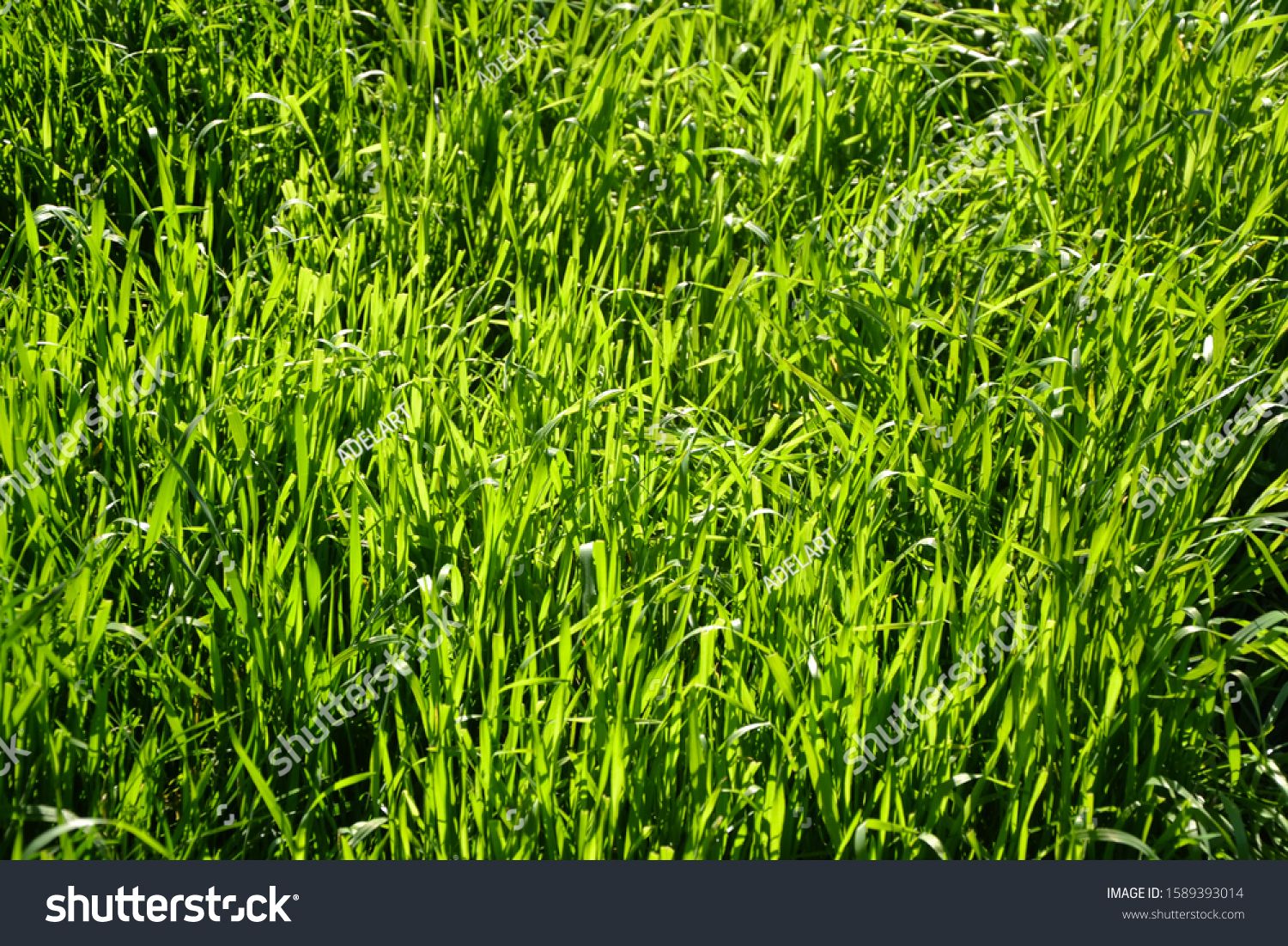 Spring Grass Background