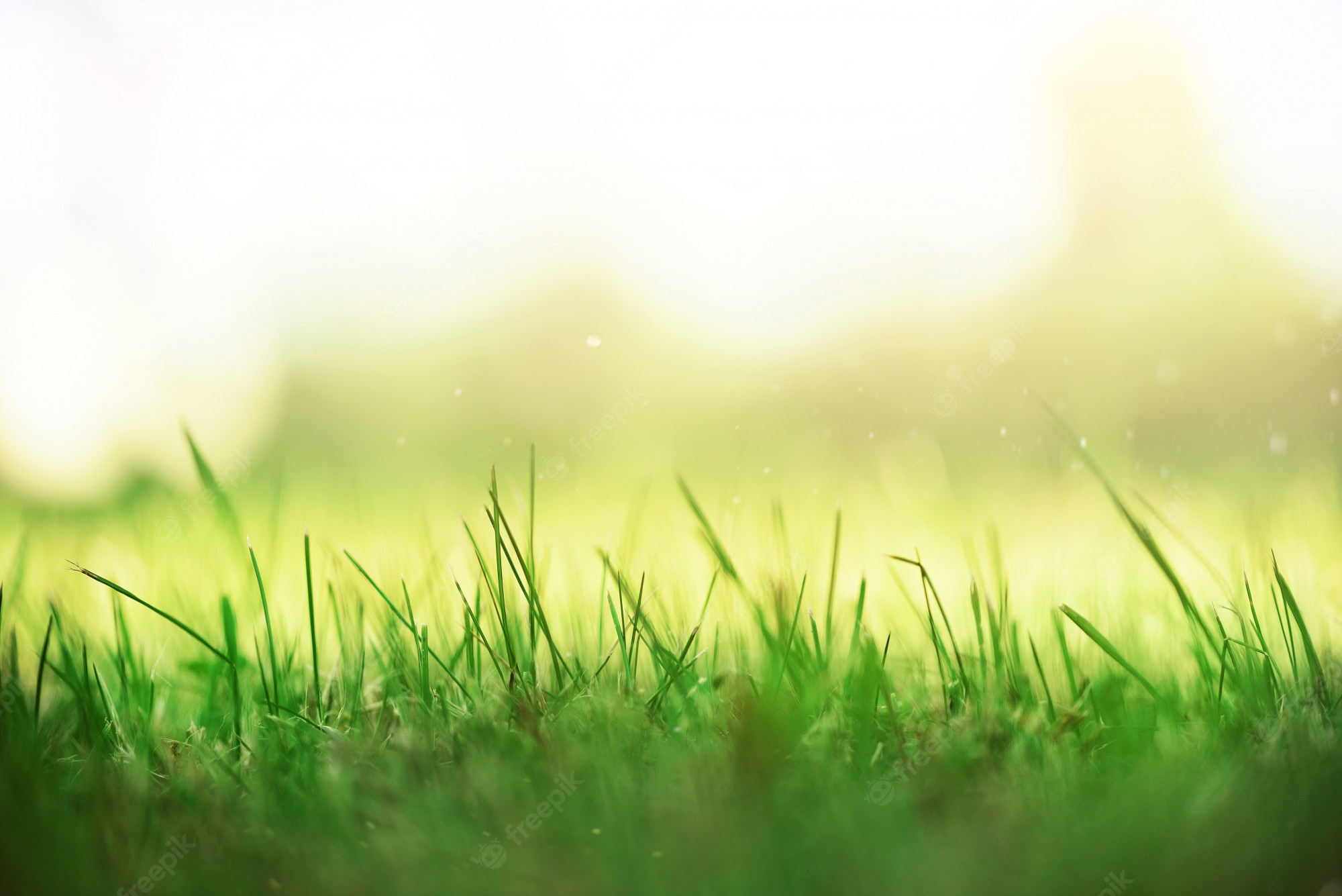 Spring Grass Background