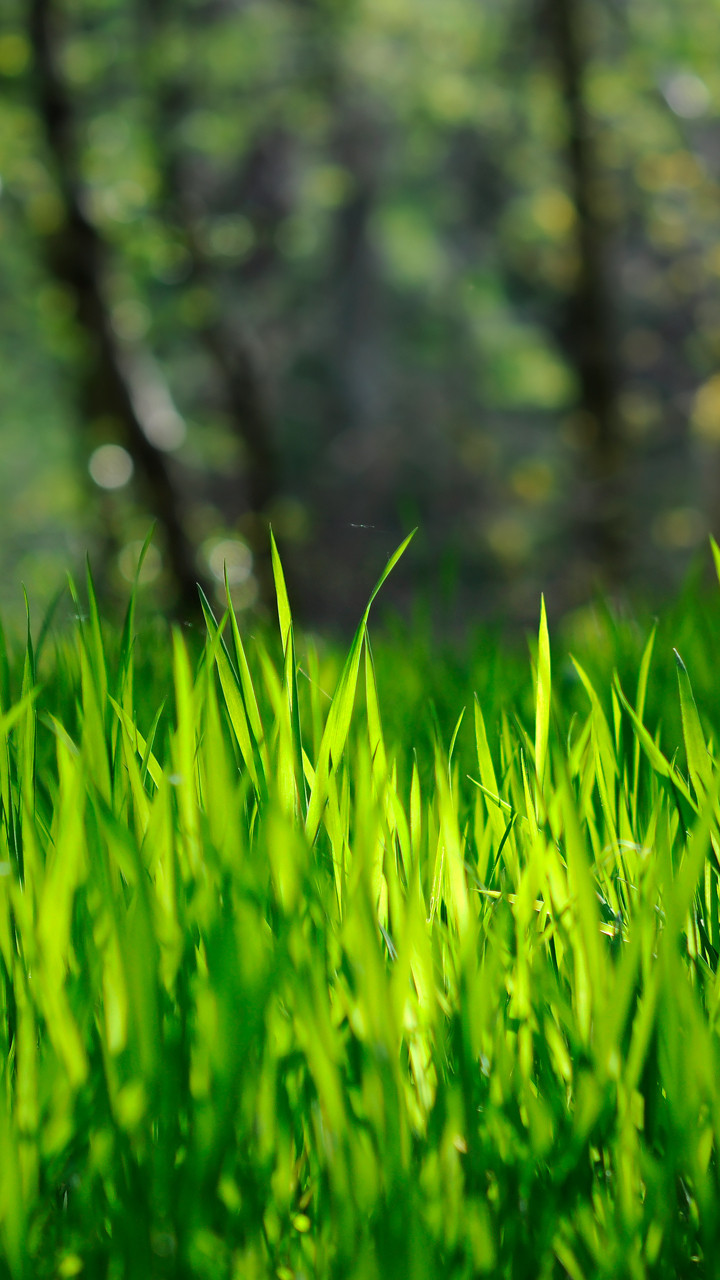 Spring Grass Background