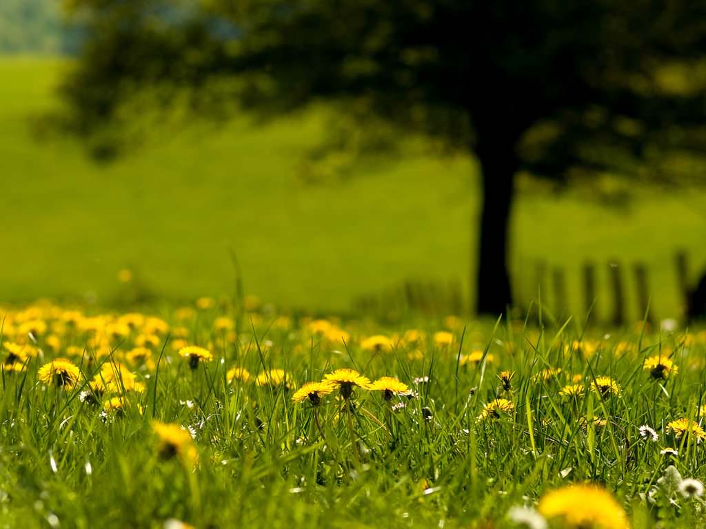 Spring Grass Background