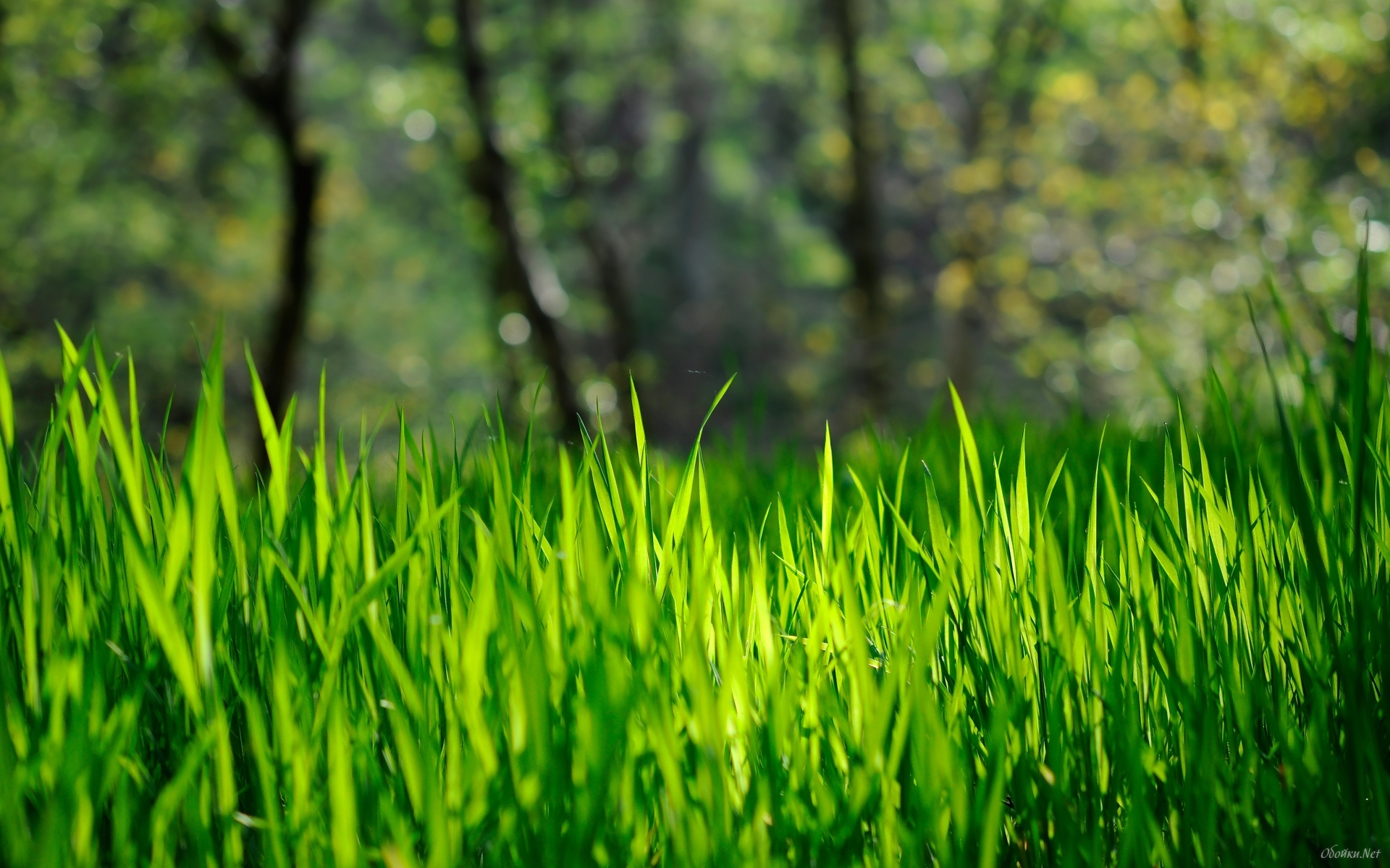 Spring Grass Background