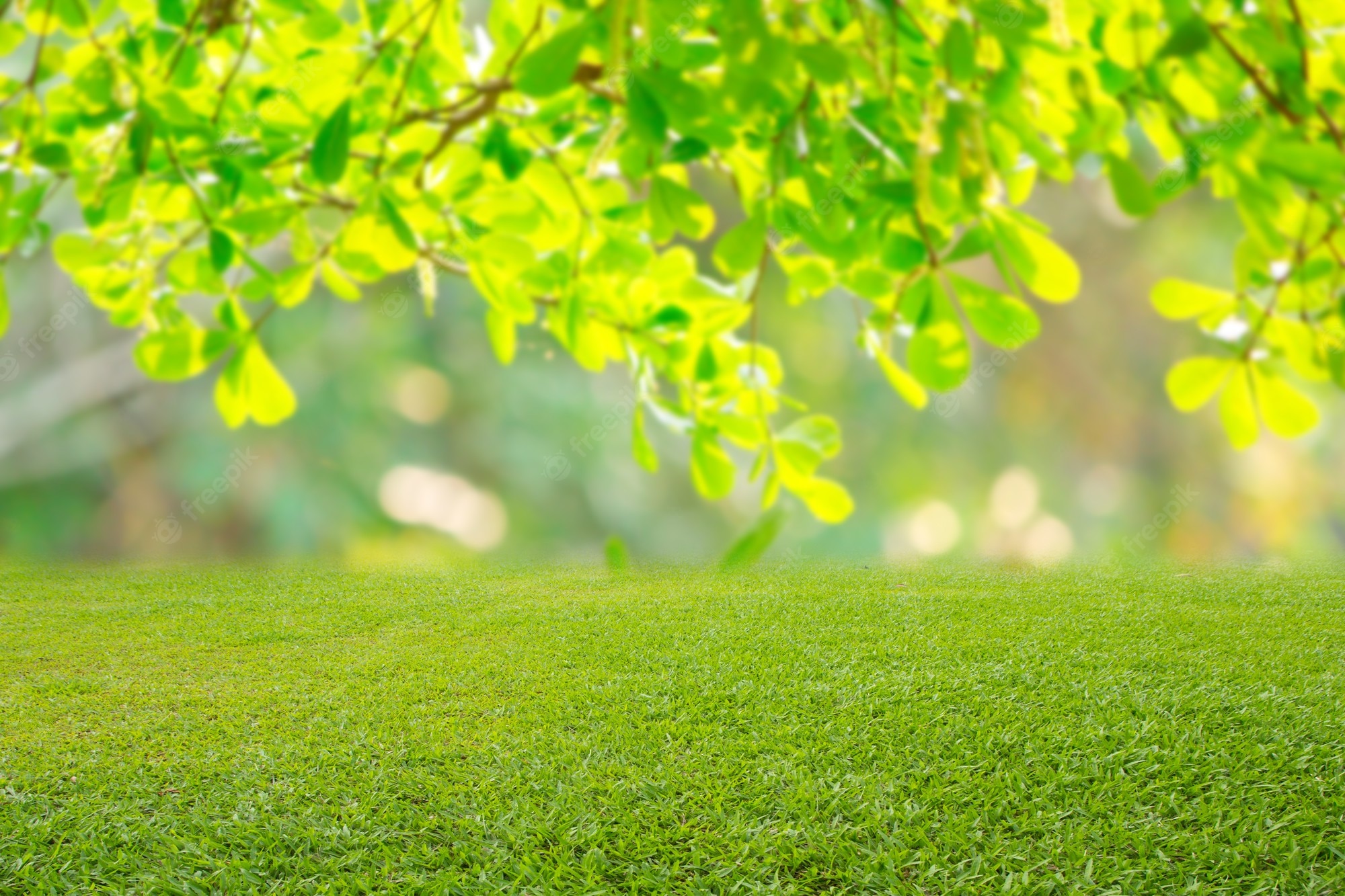 Spring Grass Background