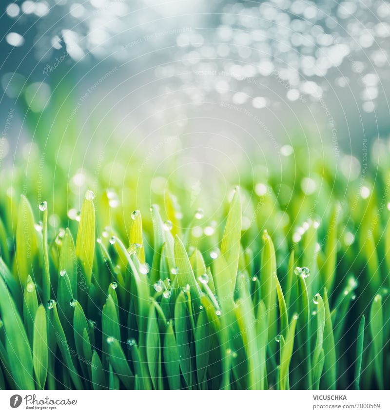 Spring Grass Background