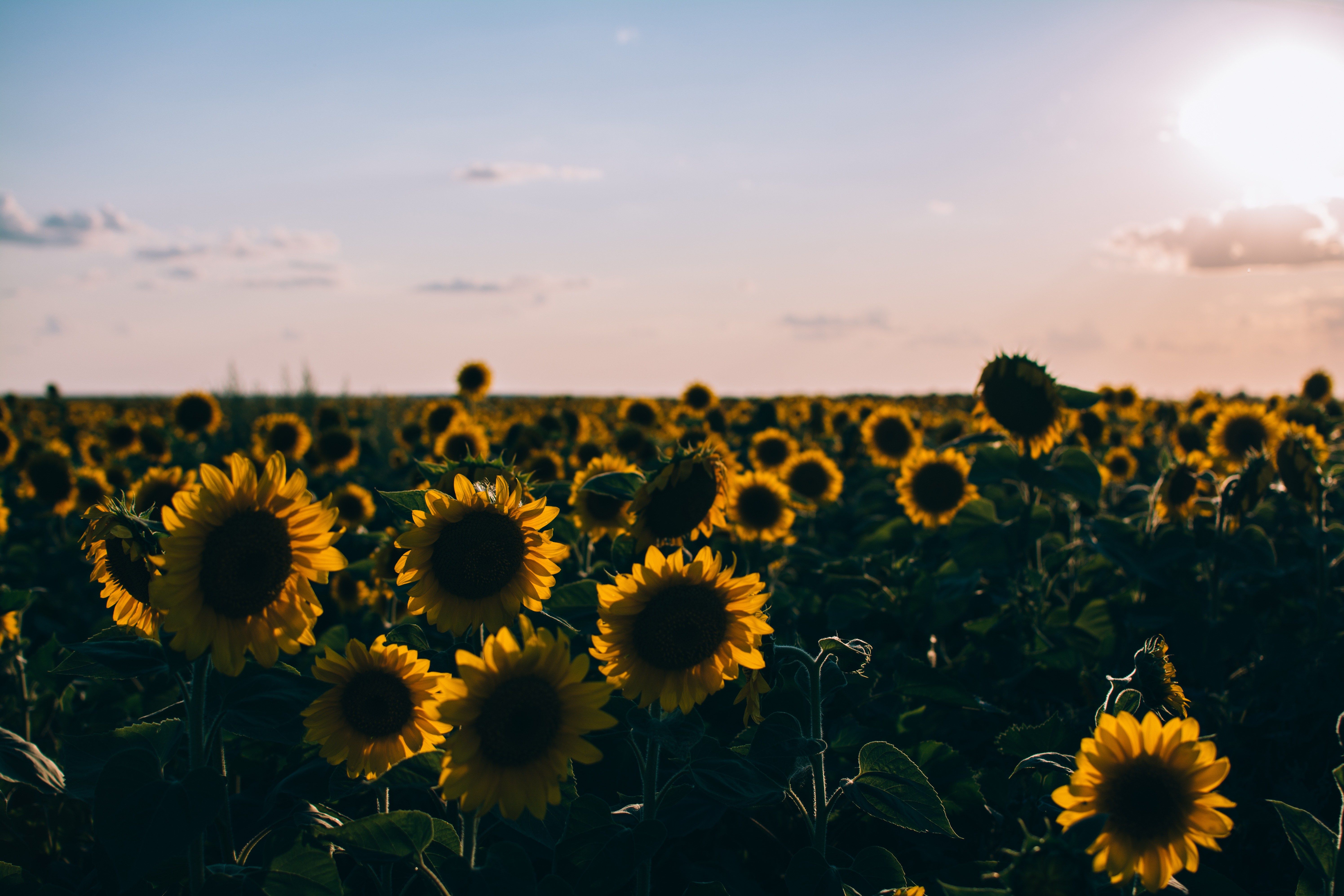 Sunflower Laptop Background