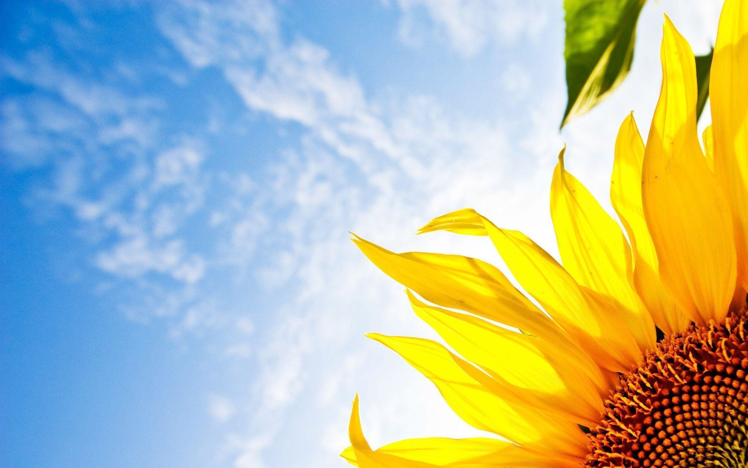 Sunflower Laptop Background