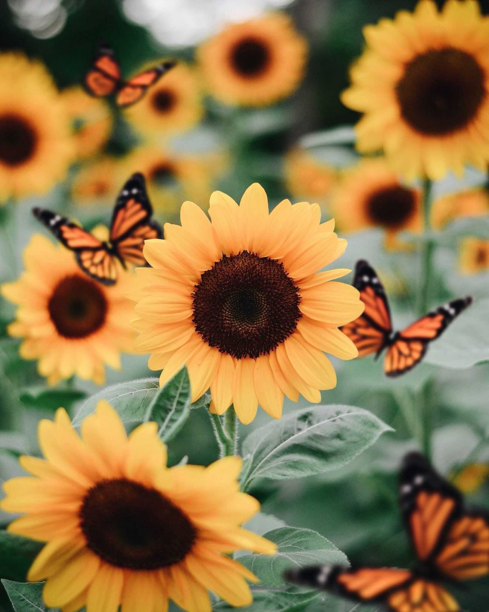 Sunflower Laptop Background