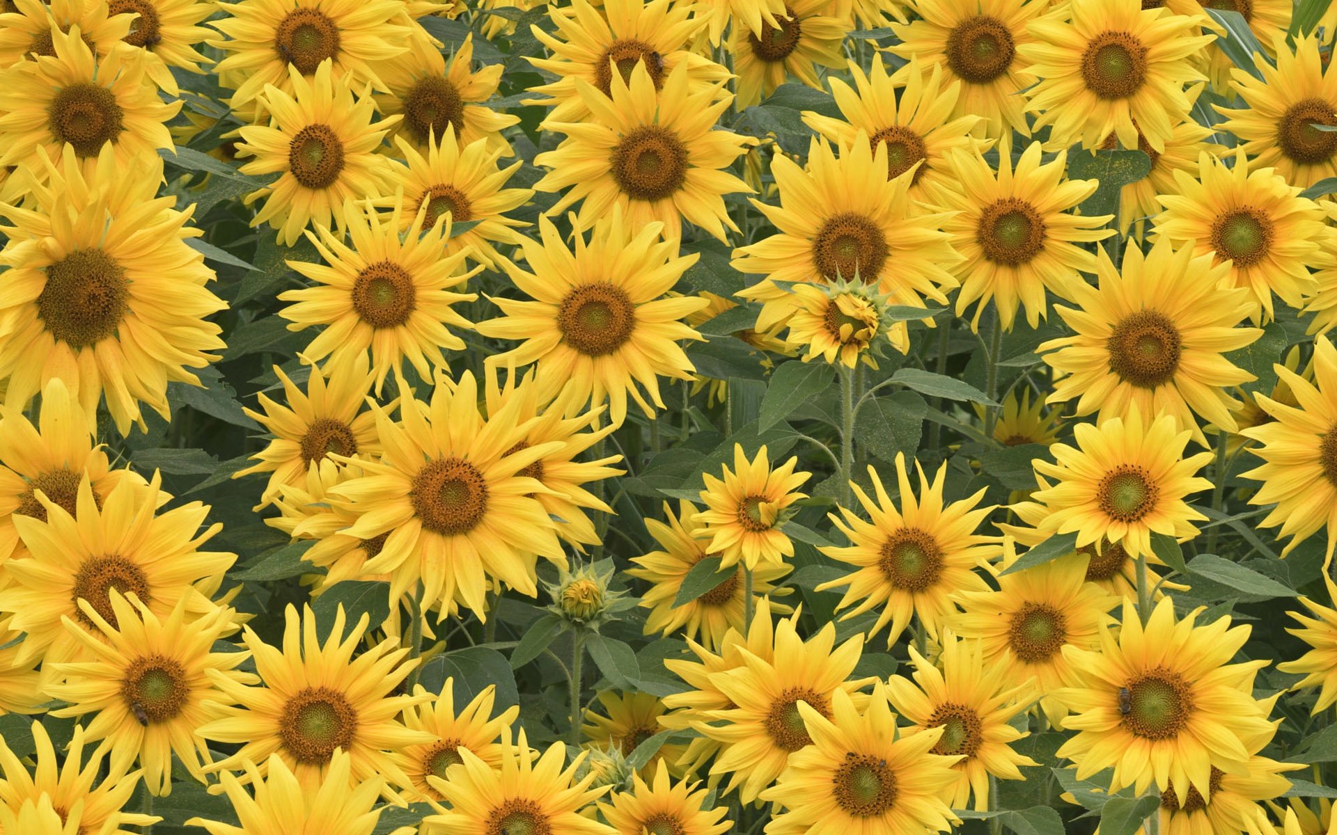 Sunflower Laptop Background