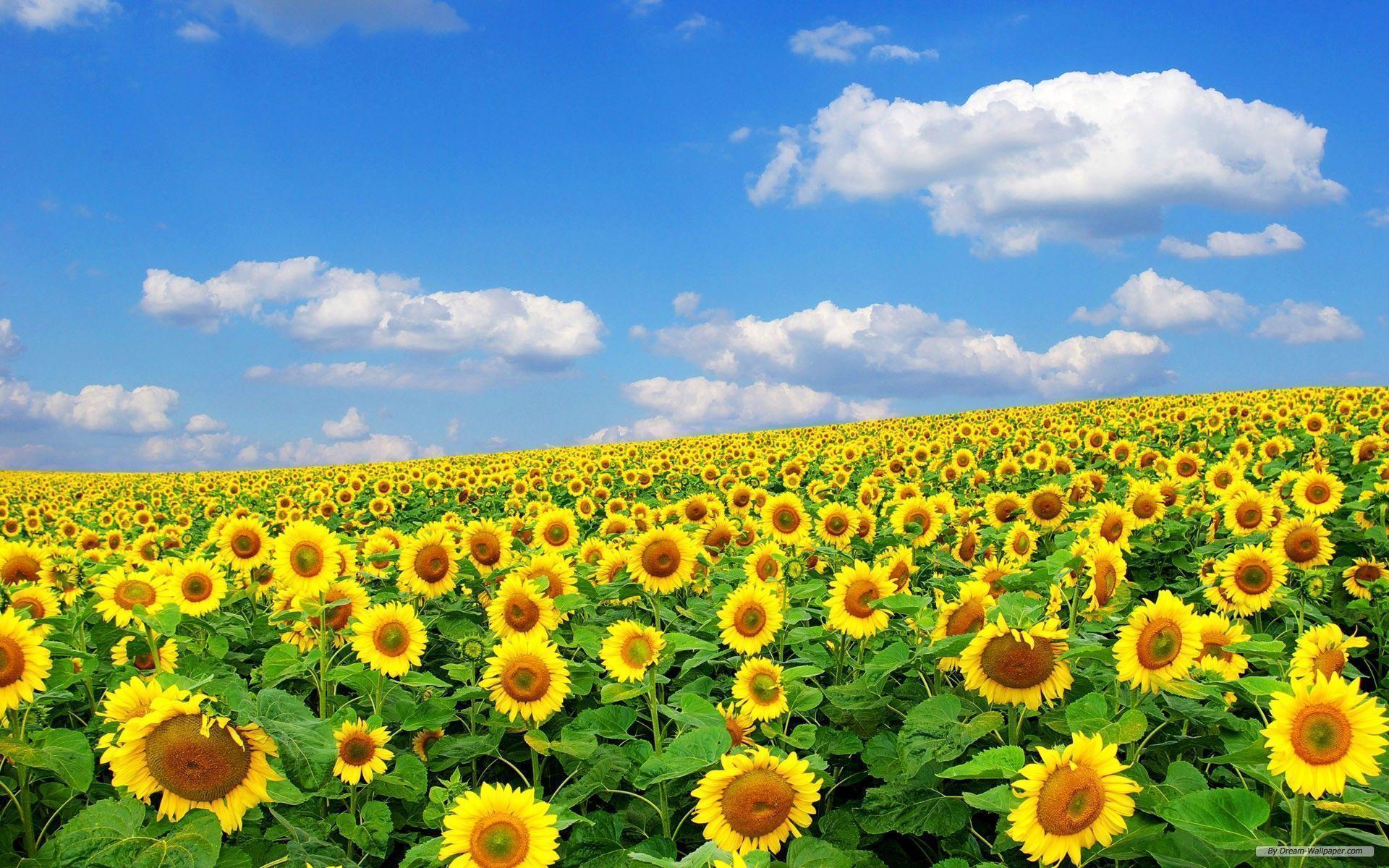 Sunflower Laptop Background