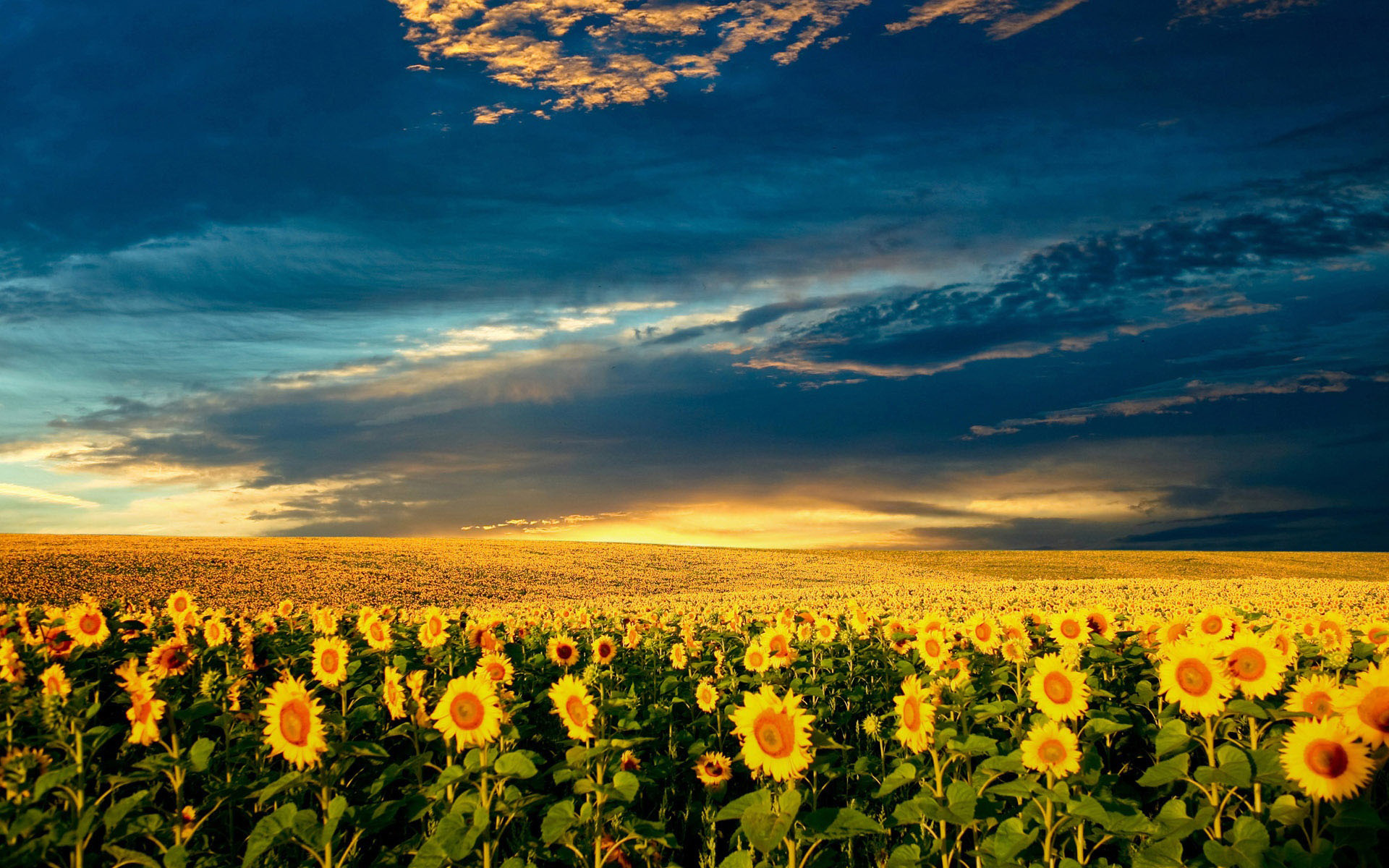 Sunflower Laptop Background